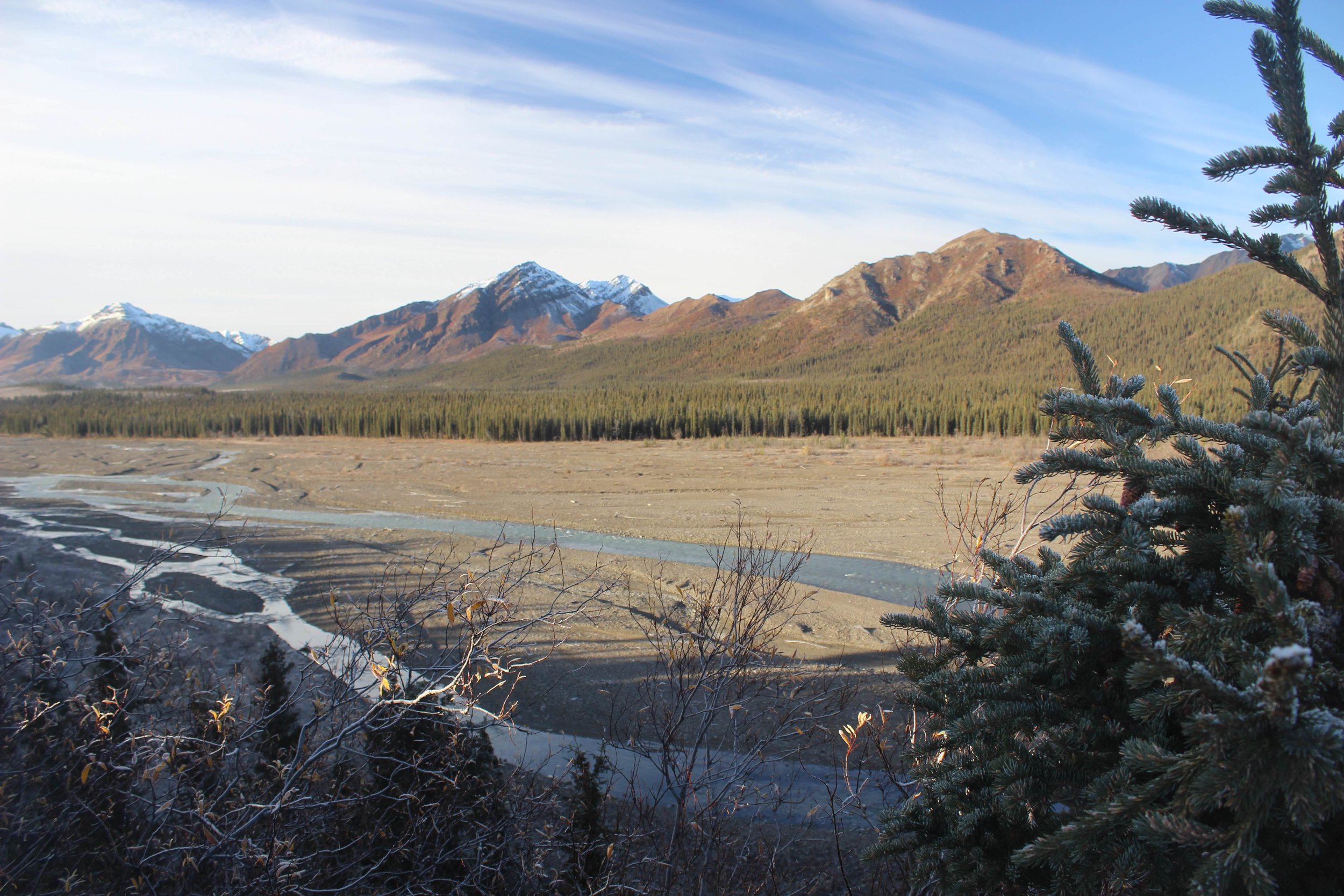 A mountain landscape with snow-capped peaks in the background, dense evergreen forests covering the lower slopes, and a dry riverbed with patches of water in the foreground. A pine tree branch is visible on the right side of the image.