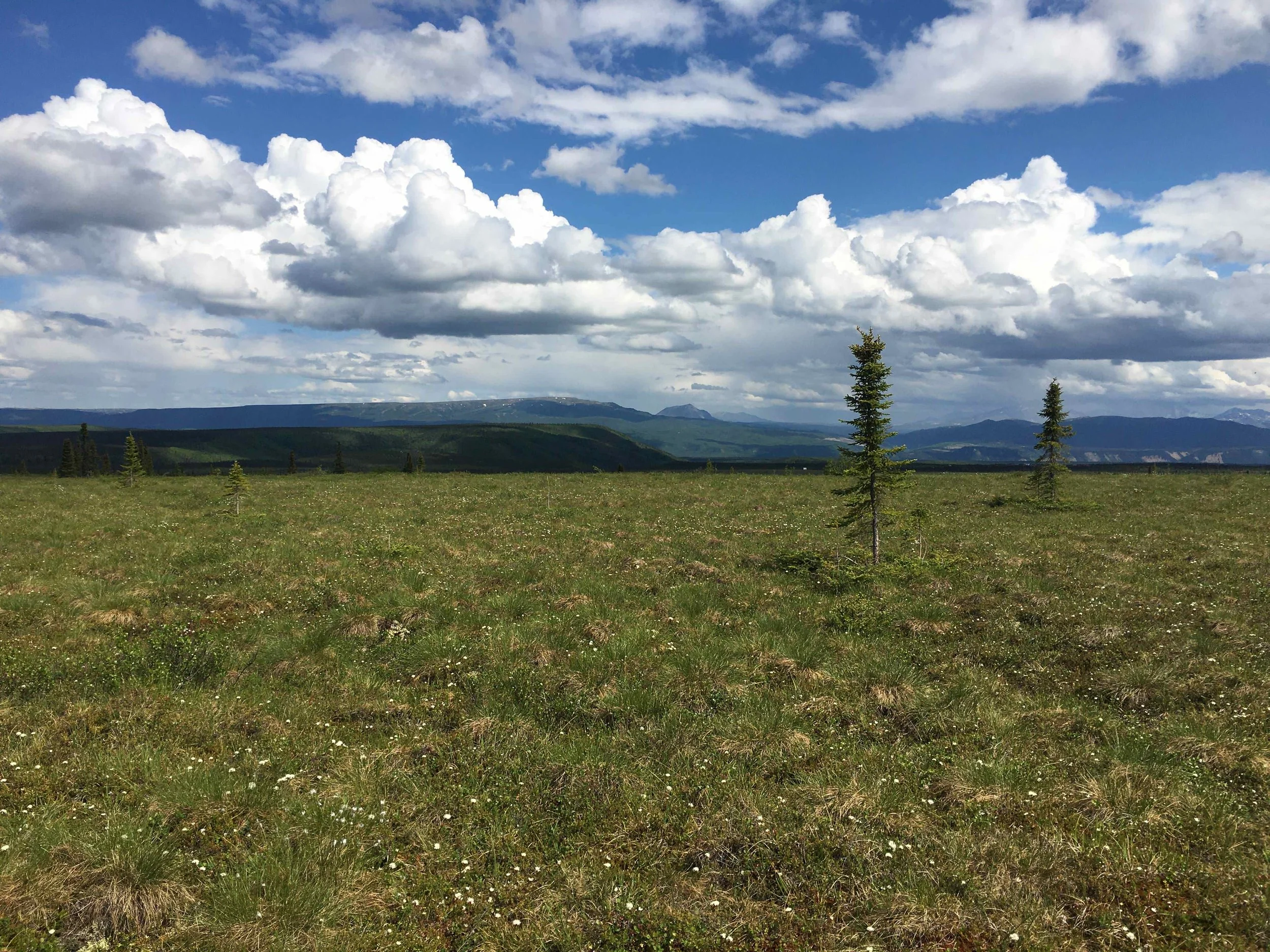 A wide view of a grassy field with small trees, hills, and mountains in the distance under a partly cloudy sky.