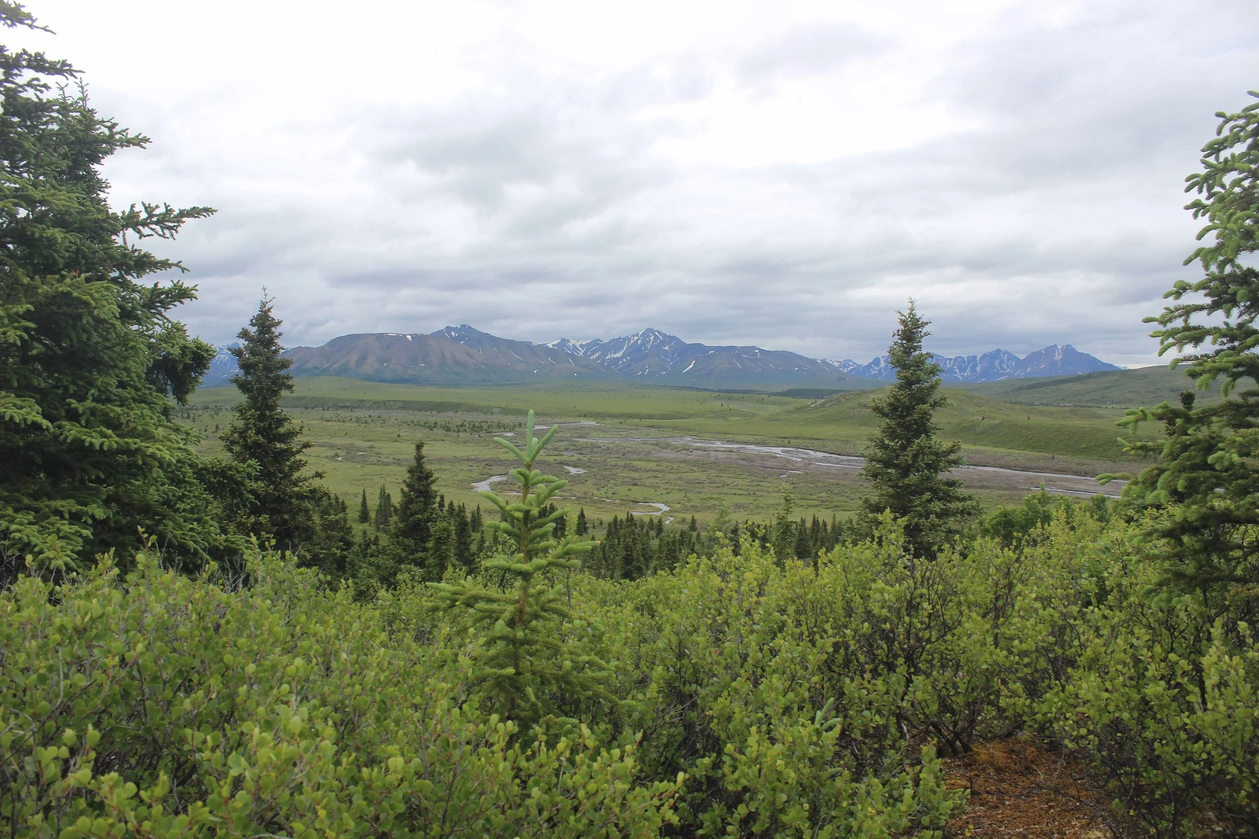 Scenic landscape featuring evergreen trees in the foreground, rolling green plains, and snow-capped mountains under a cloudy sky in the background.
