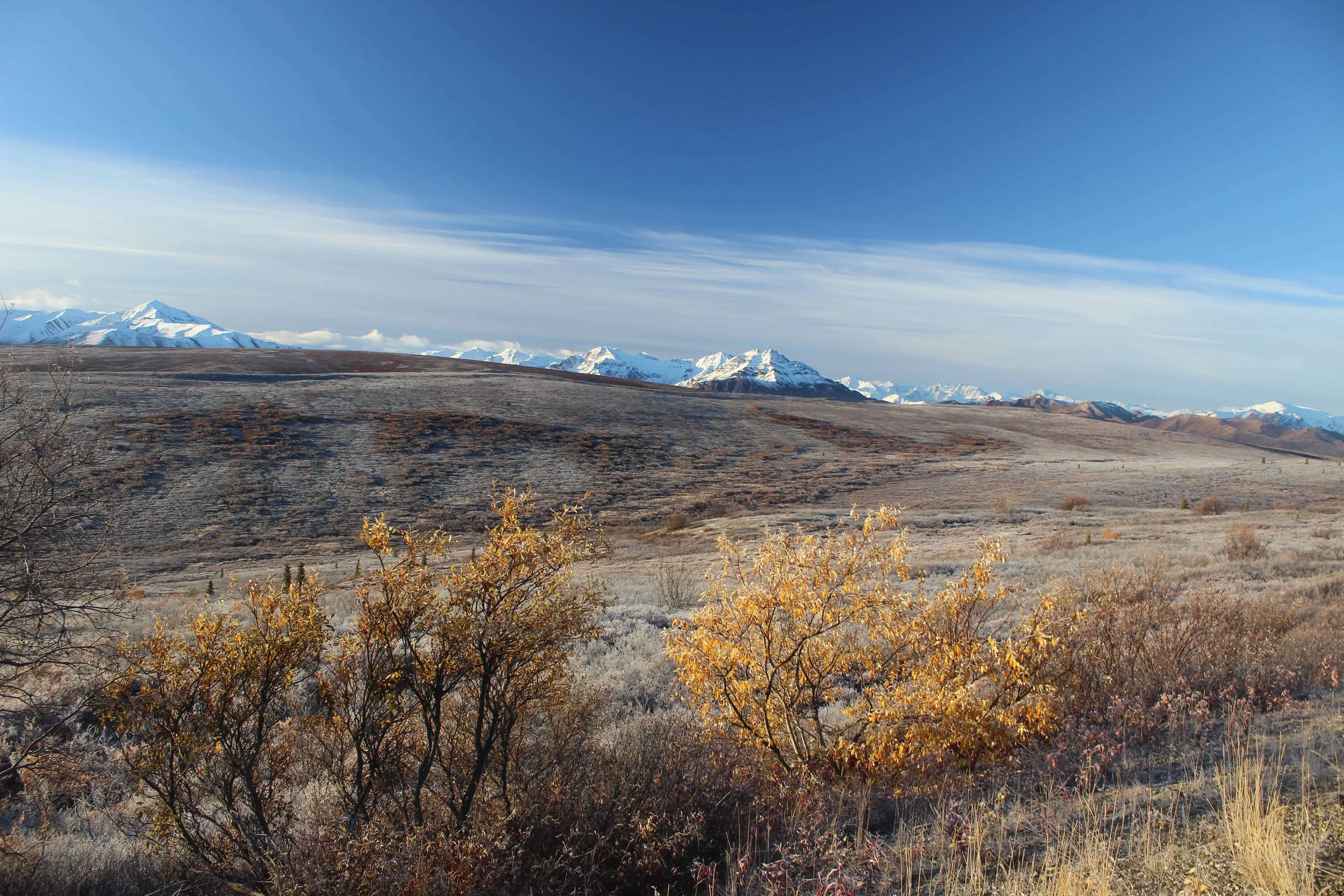 Snow-capped mountains under a clear blue sky with dry grass and shrubs in the foreground.