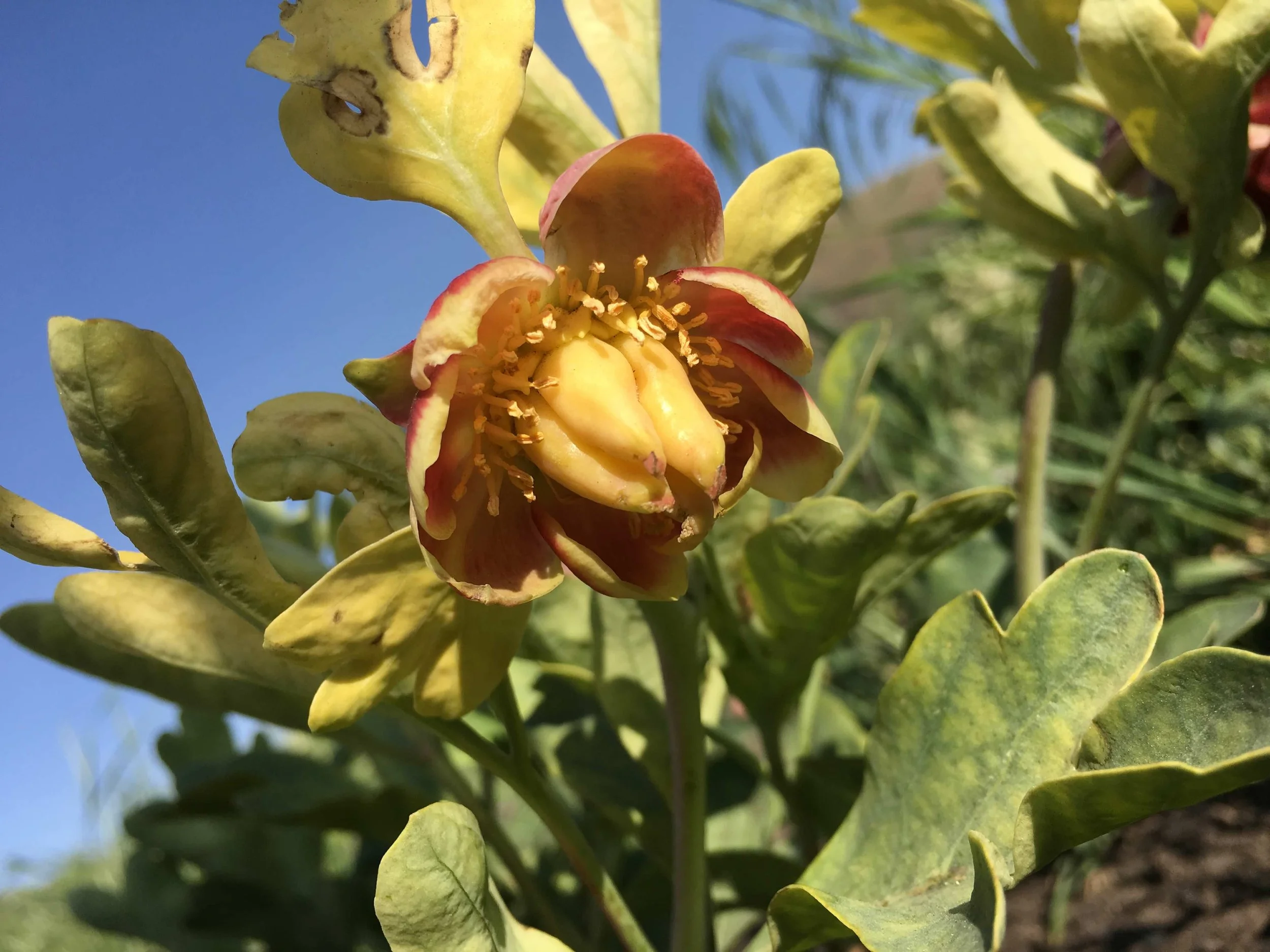 Close-up of a yellow and red flower with visible stamens, surrounded by green leaves and a blue sky in the background.