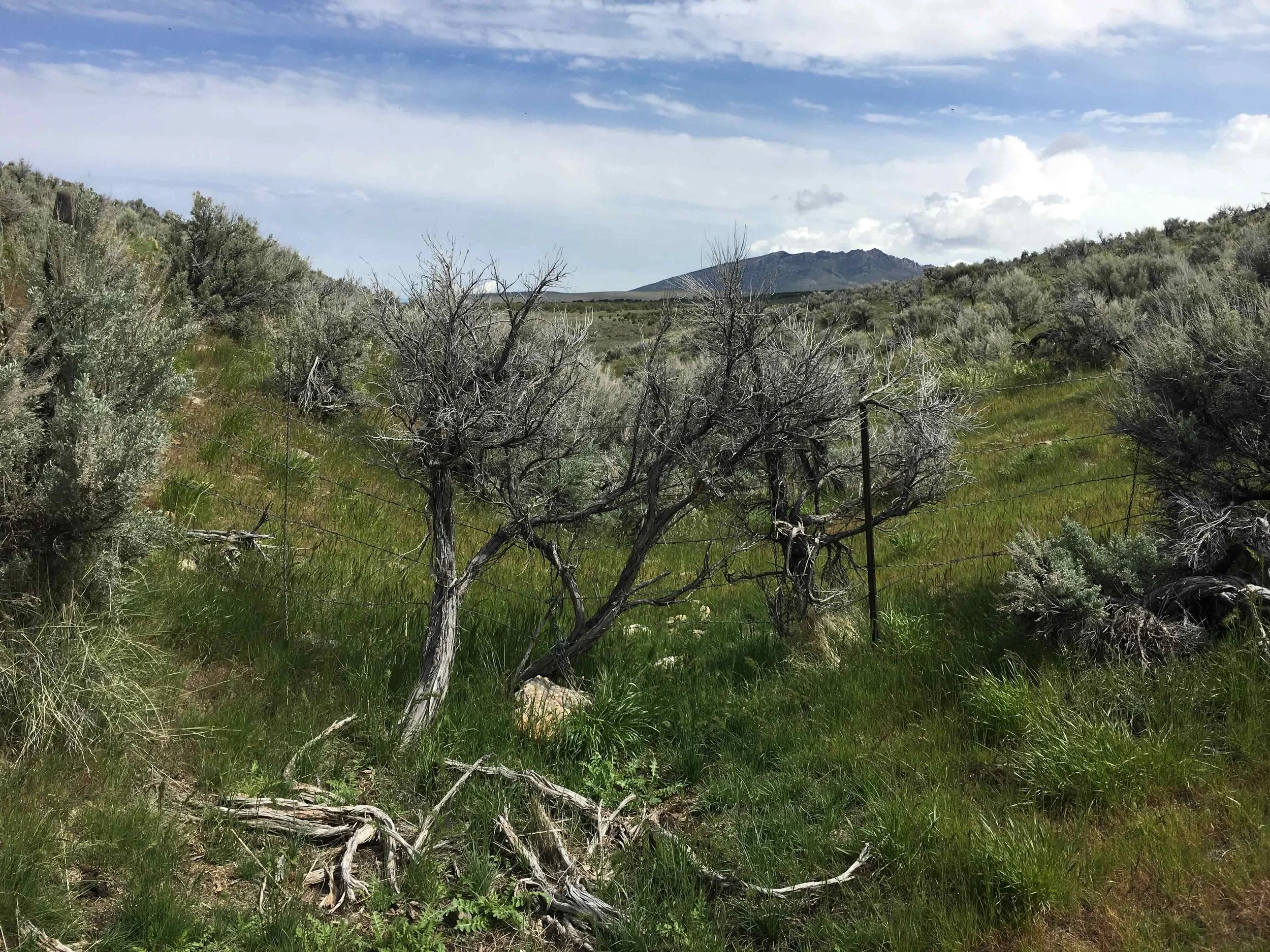 A dry, grassy landscape with scattered gray shrubs and leafless trees in the foreground, rolling hills and a mountain in the background, under a partly cloudy blue sky.