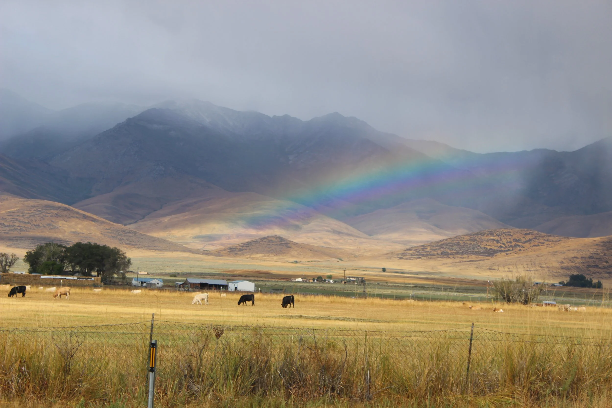 A scenic landscape featuring a rainbow across a mountain range with cloudy skies, grassy fields, a few trees, and cows grazing in the foreground.