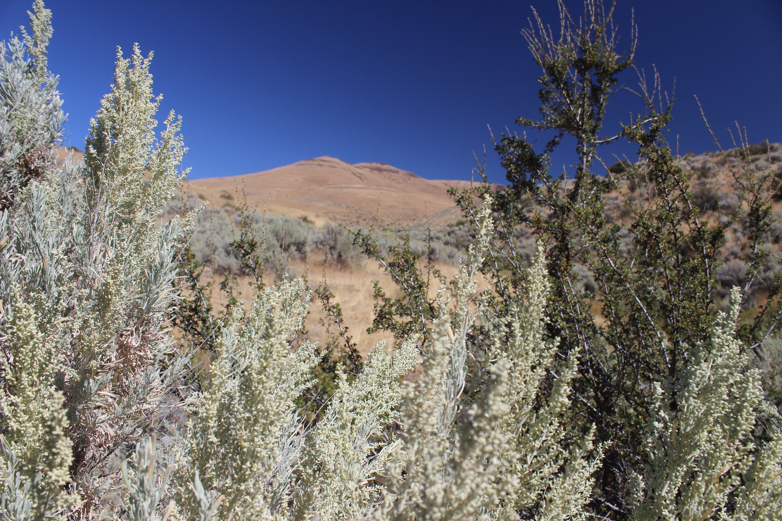 Desert landscape with dry bushes and shrubs, a hill in the background, and a clear blue sky.