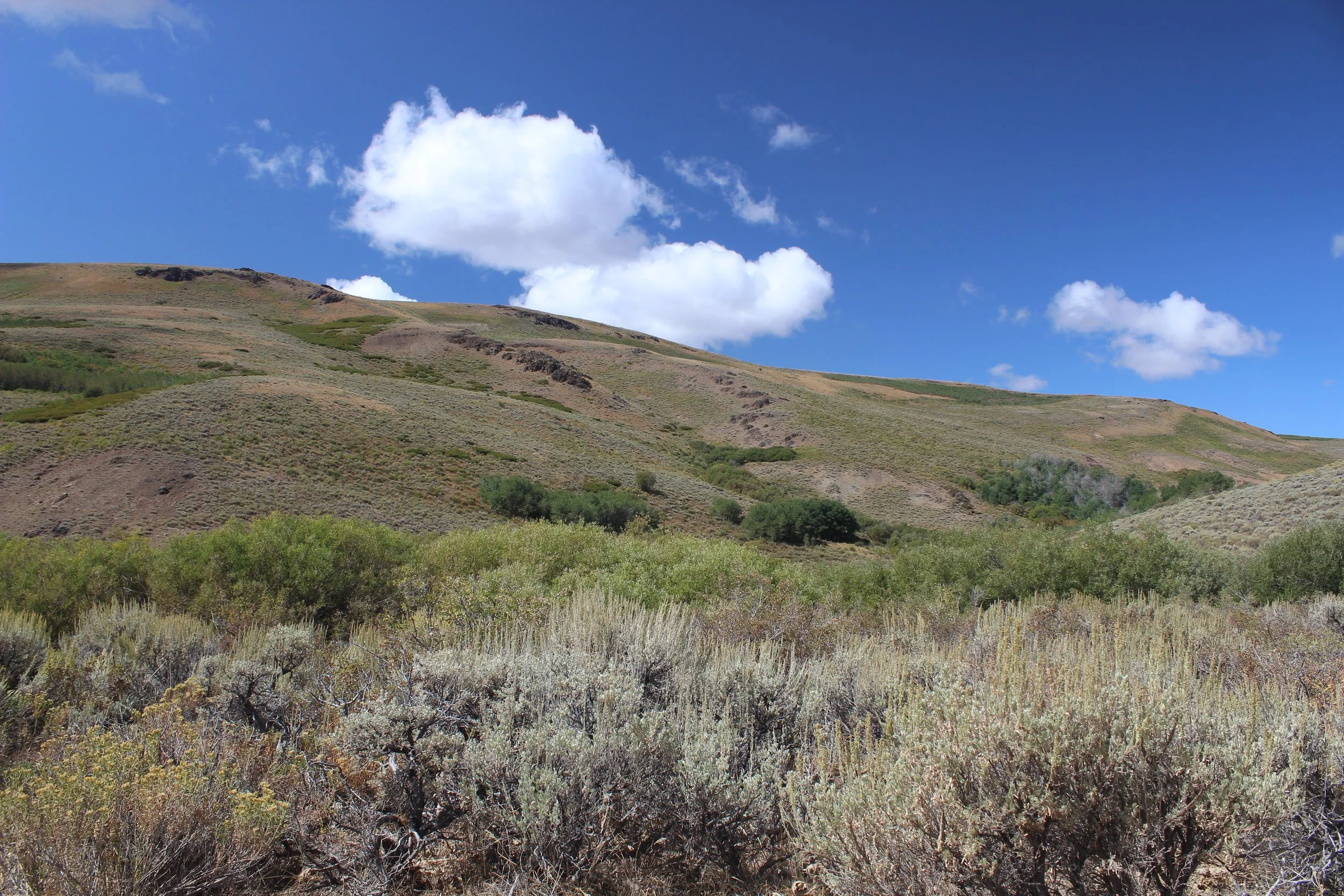 Scenic landscape of rolling green hills with sparse vegetation under a clear blue sky with white fluffy clouds.