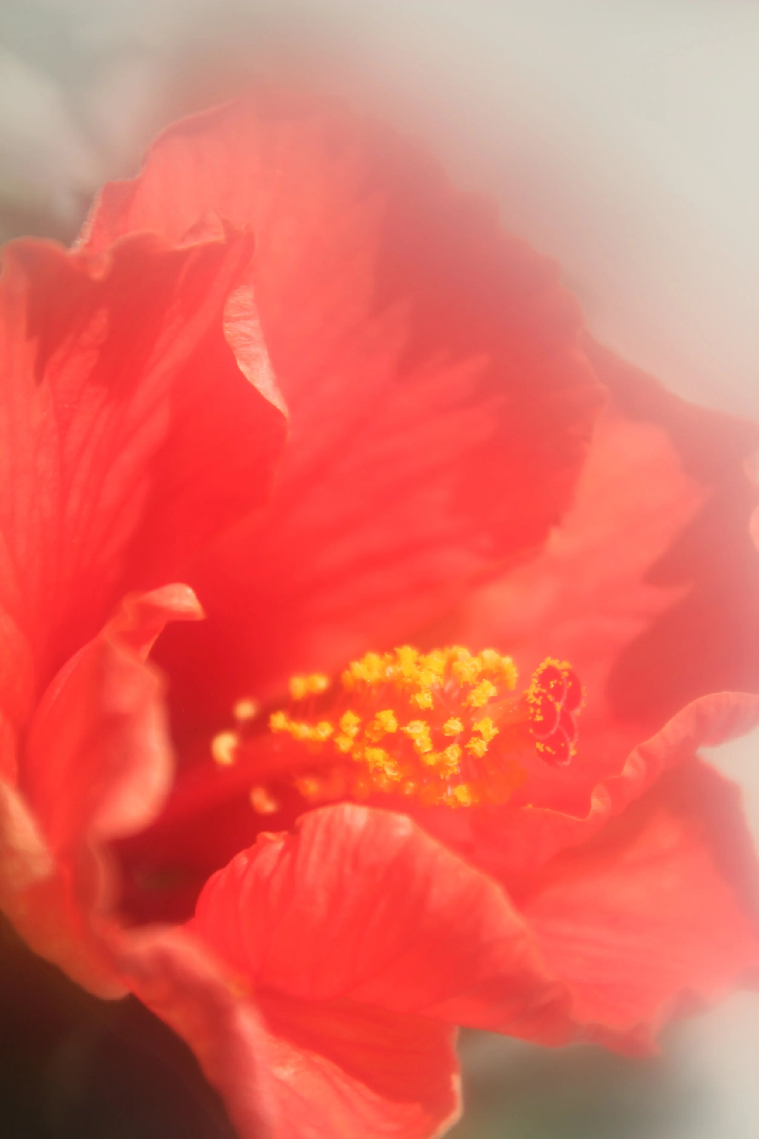 Hibiscus