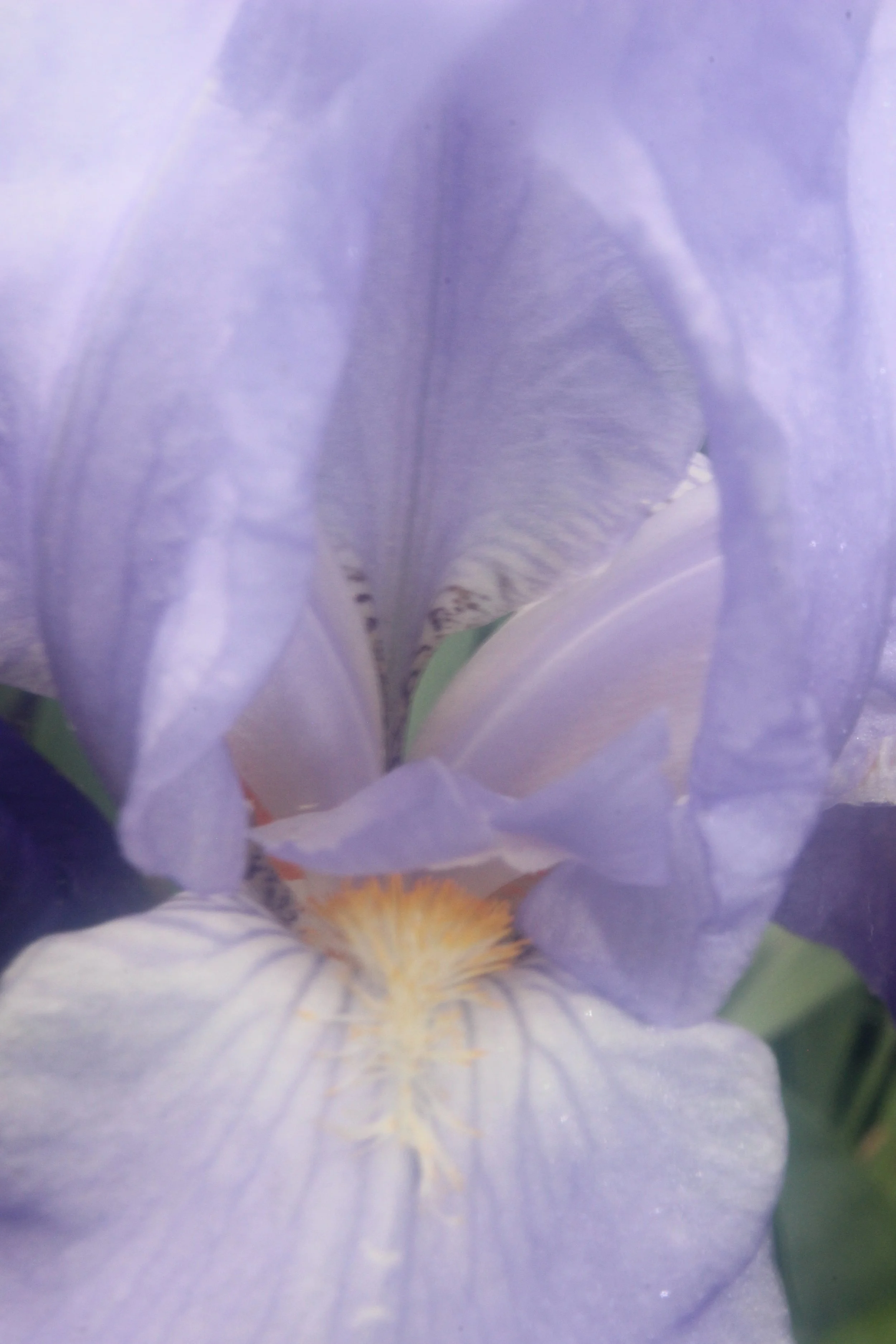 Close-up of purple iris flower with visible petals and yellow markings.
