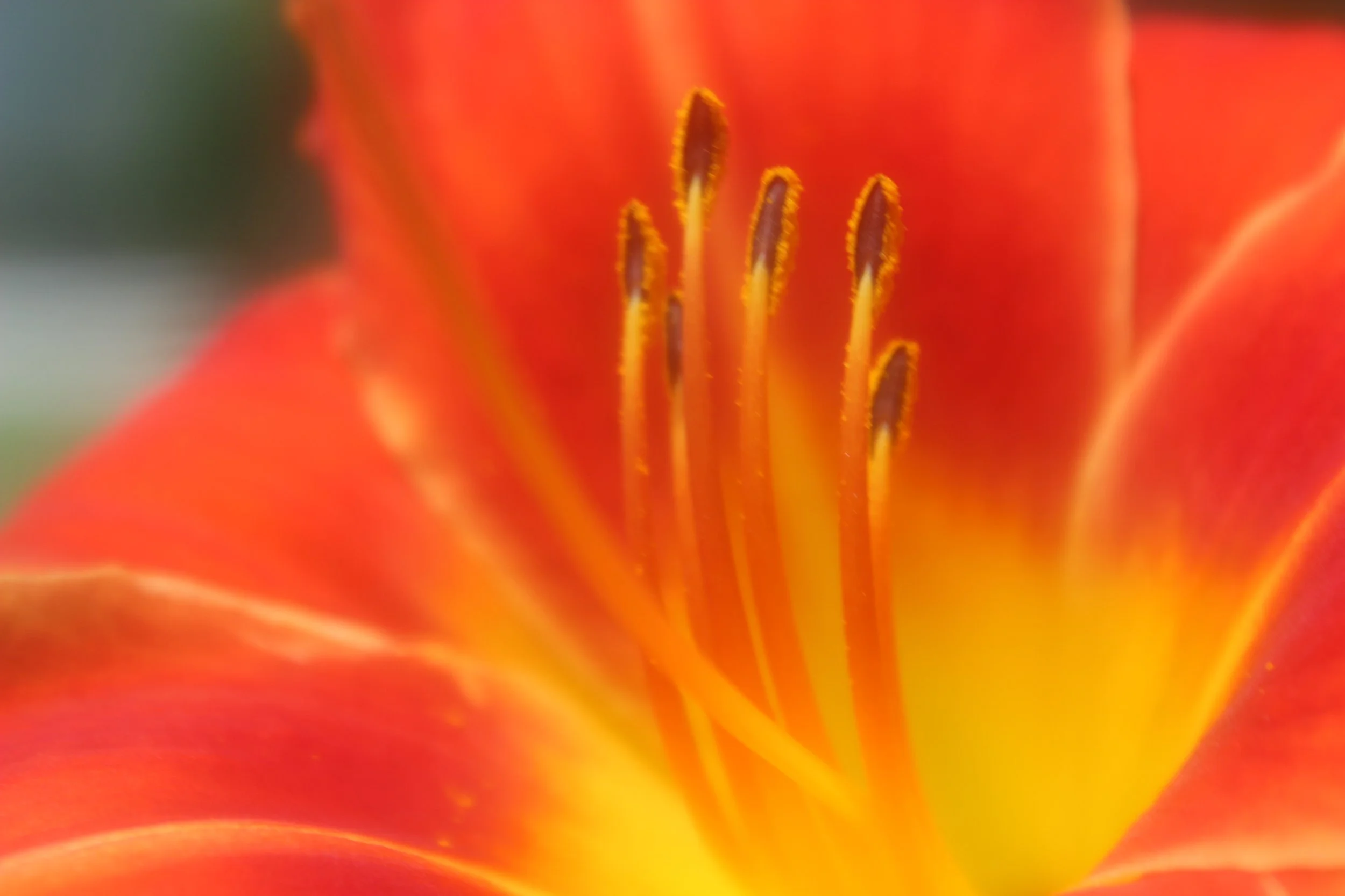 Close-up of the center of a vibrant orange and yellow flower, showing the stamens and petals.