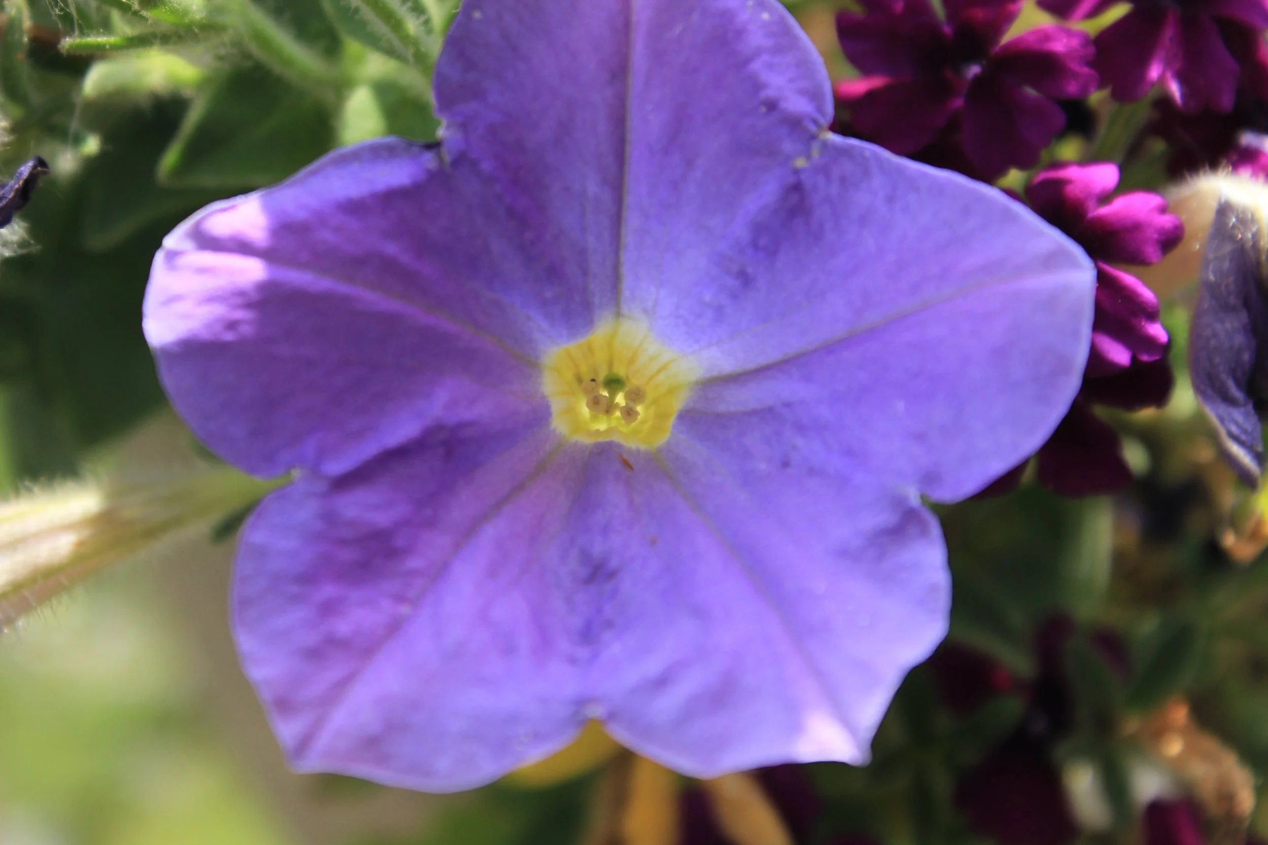 Close-up of a purple and yellow flower, likely a petunia, with green foliage in the background.