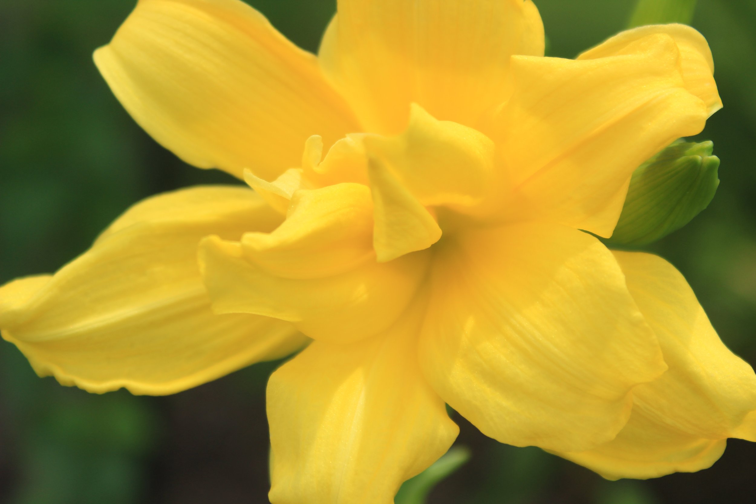 Close-up of a yellow flower with ruffled petals and a green bud on the right side, against a blurred green background.