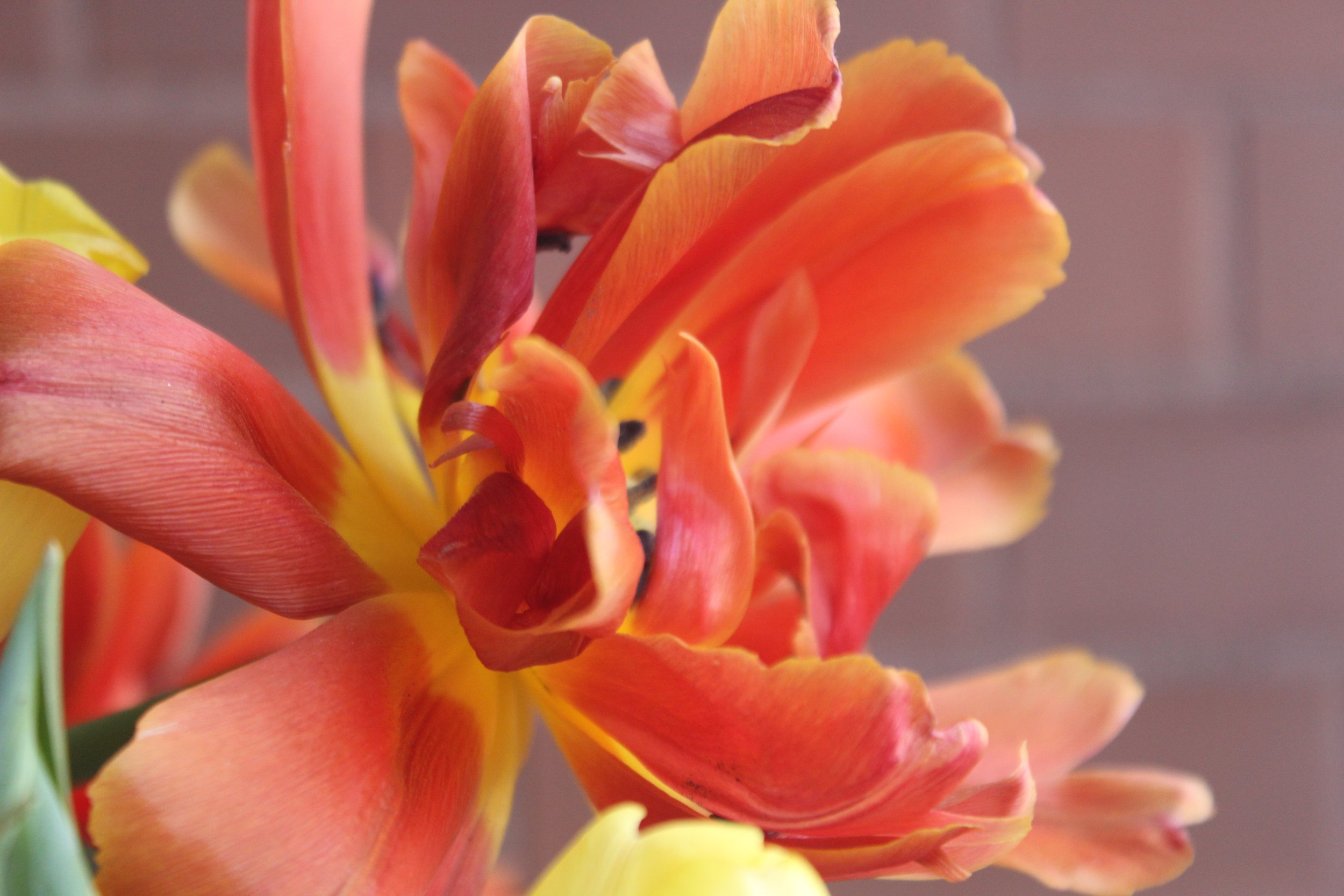 Close-up of a vibrant orange and yellow tropical flower with layered petals.