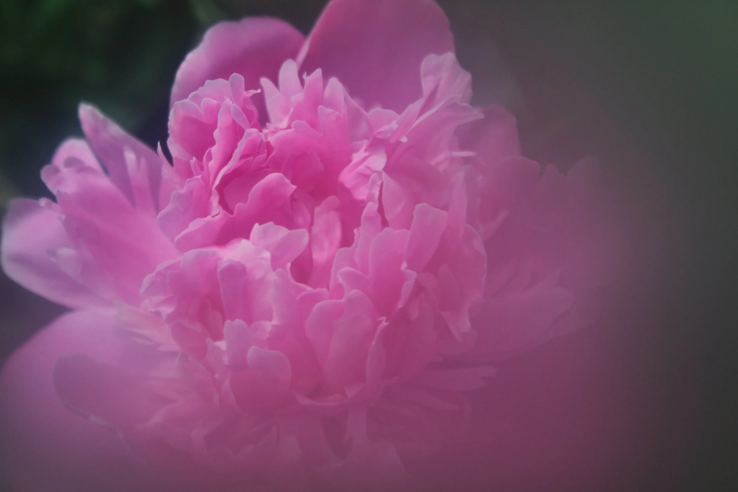 Close-up of a pink peony flower with soft petals, reflected on a smooth surface.