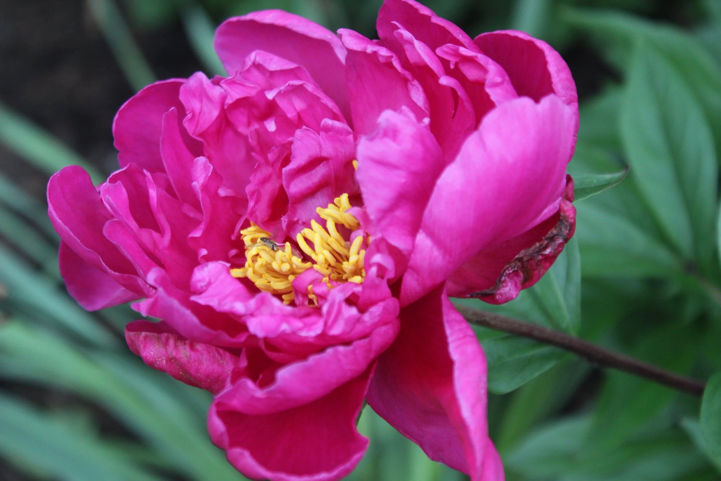 Peony