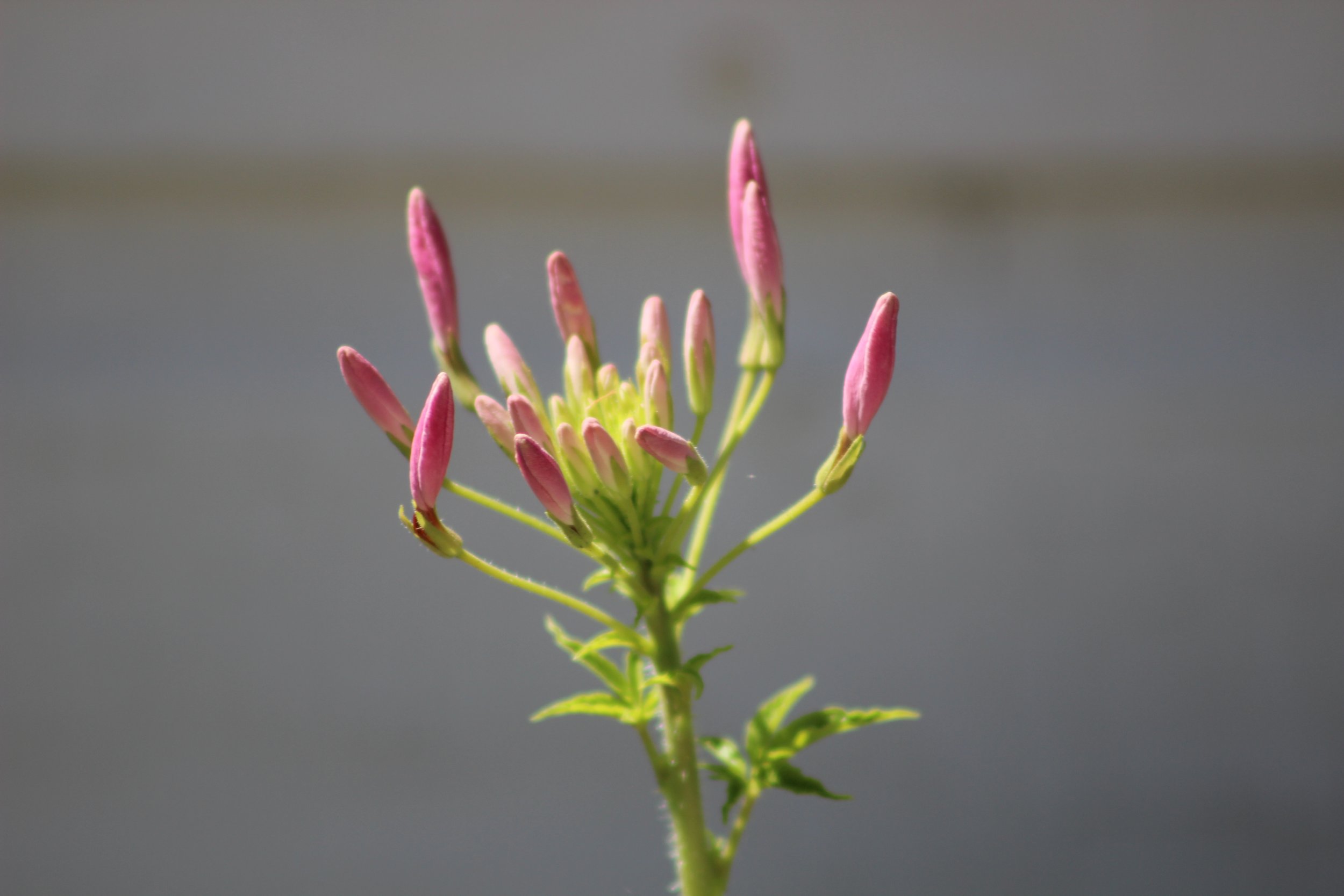 Close-up of a flower with pink bud tips and green stem against a blurred gray background.