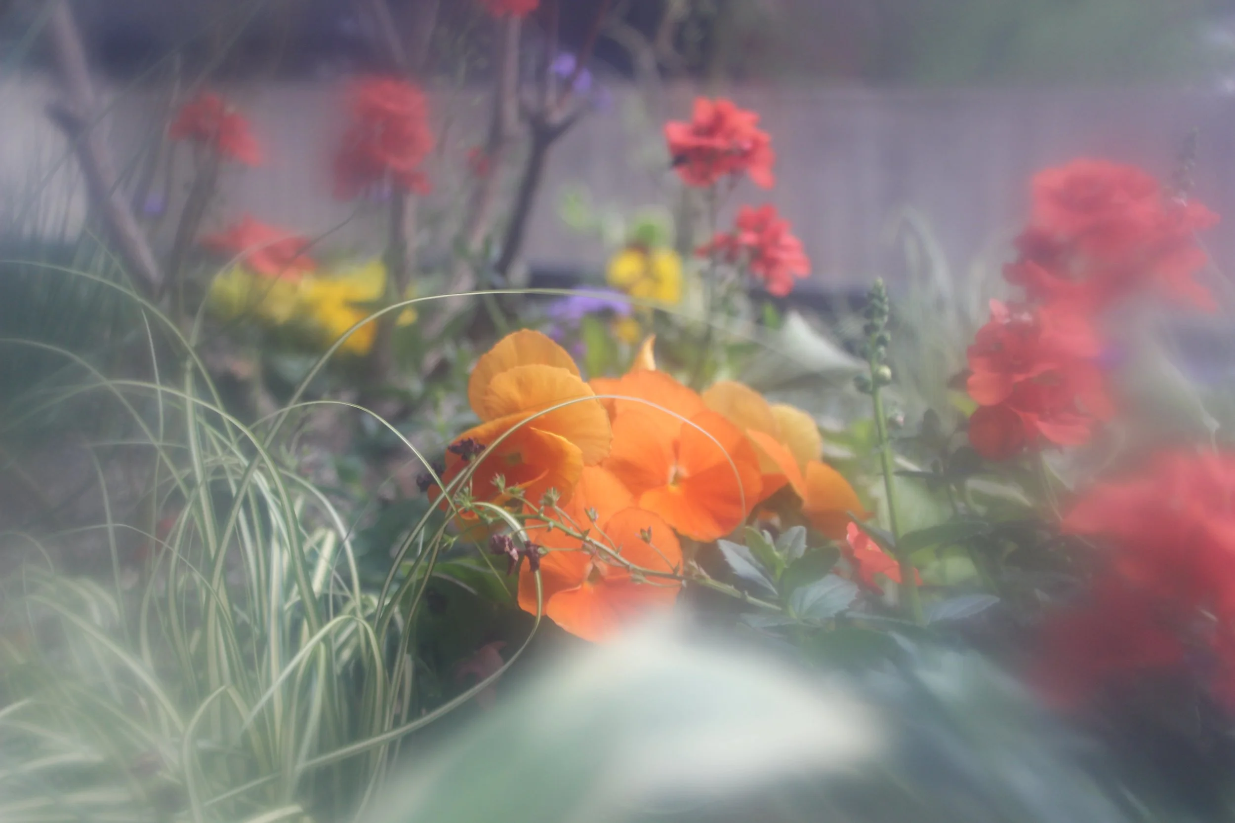 Blurred image of colorful flowers including red, orange, yellow, and purple, with some green foliage. The scene appears to be a garden or floral arrangement, but the image is out of focus.