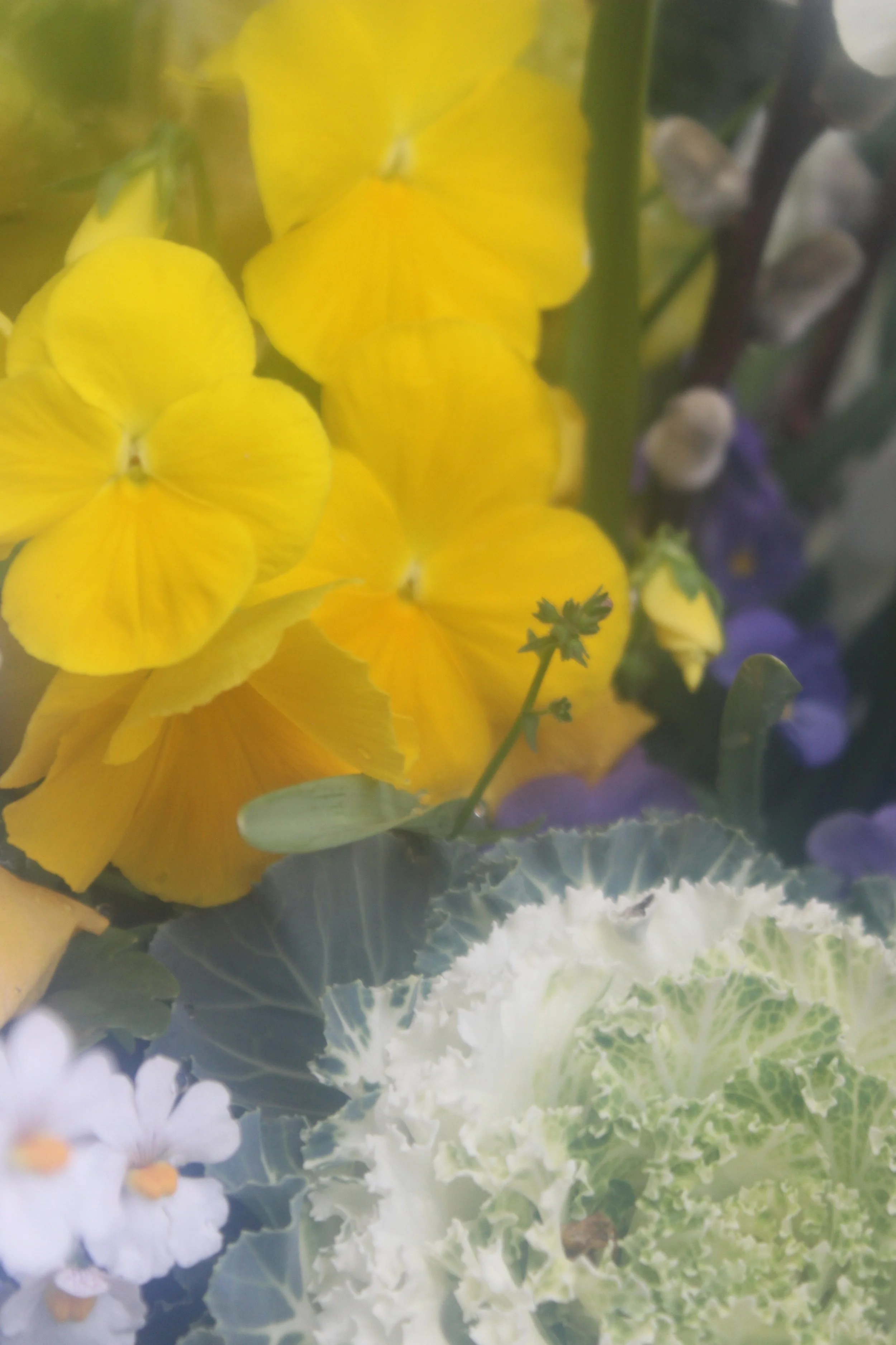 Close-up view of yellow, purple, white, and green flowers with variegated leaves.