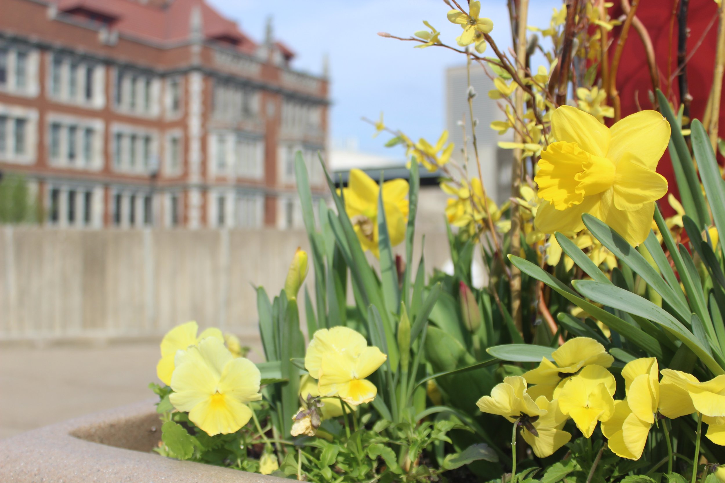 Bright yellow flowers blooming in a garden bed with a background of a multi-story brick building and a clear blue sky.