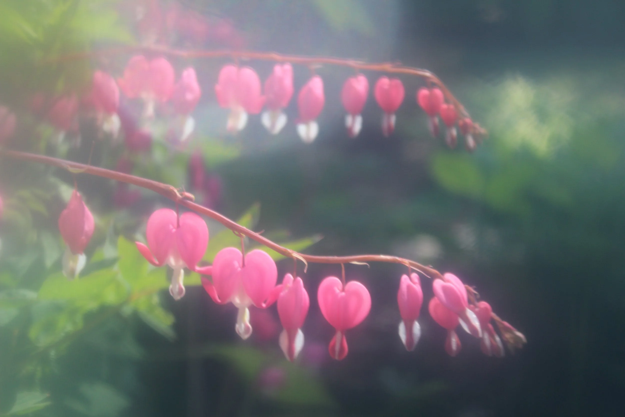 Close-up of pink, heart-shaped flowers hanging from a branch with a blurred green background.