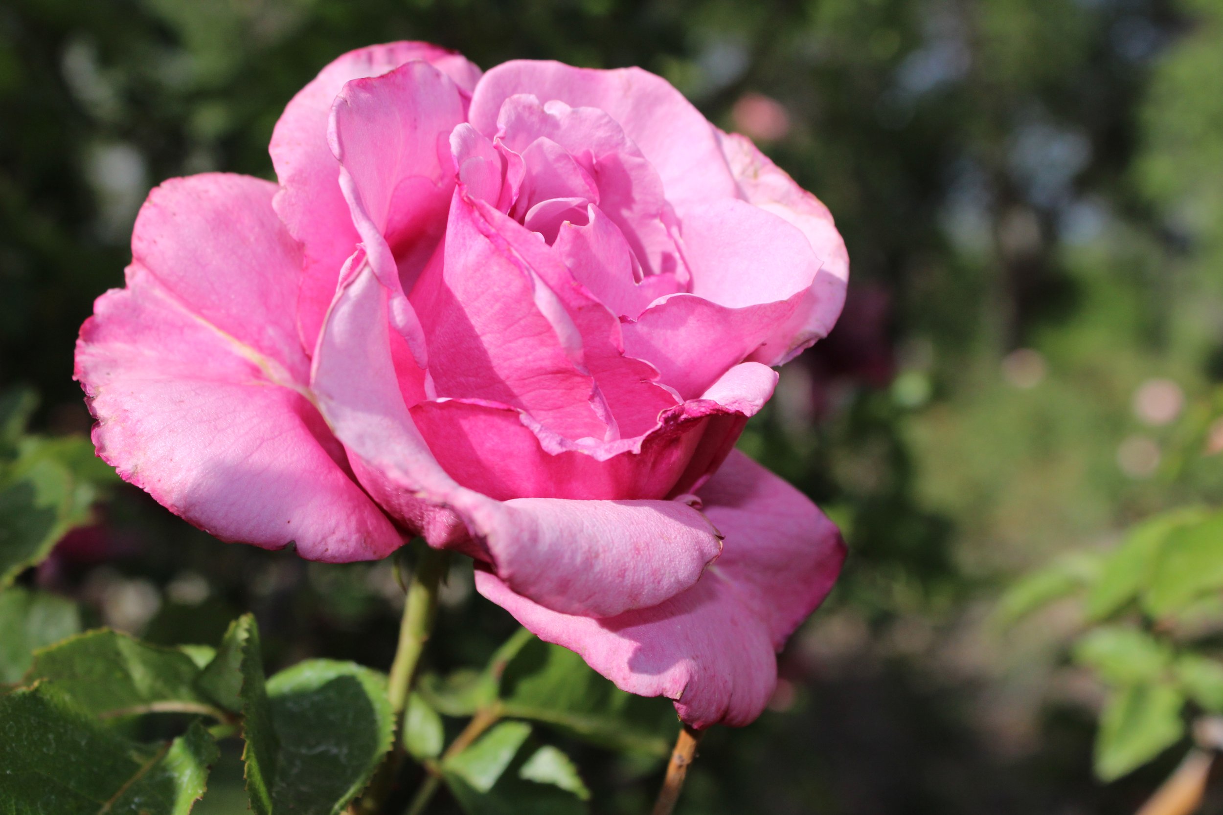 Close-up of a pink rose with layered petals and green leaves, blurred background of greenery.