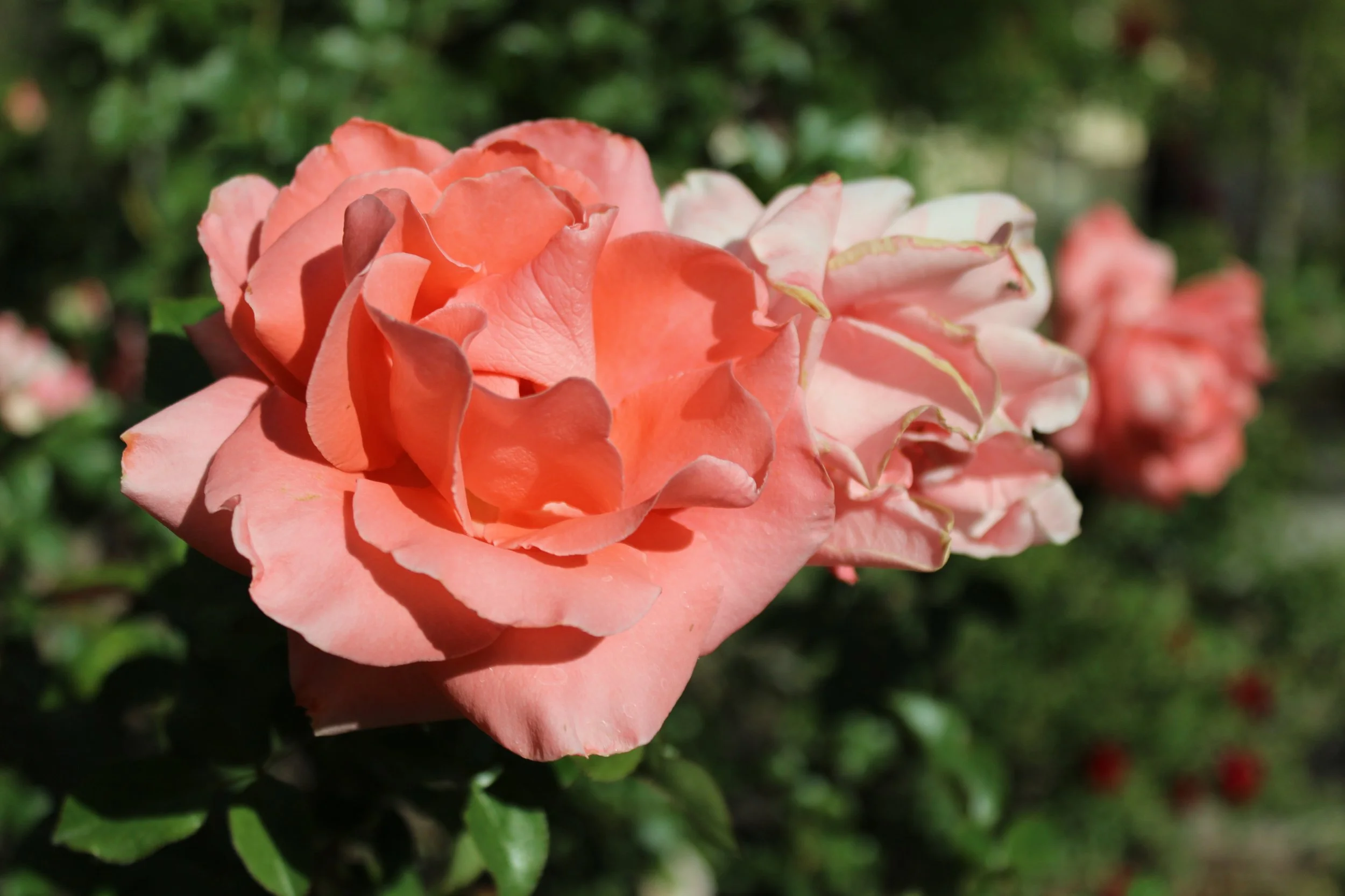 A close-up shot of a peach-colored rose with ruffled petals, set against a background of greenery.