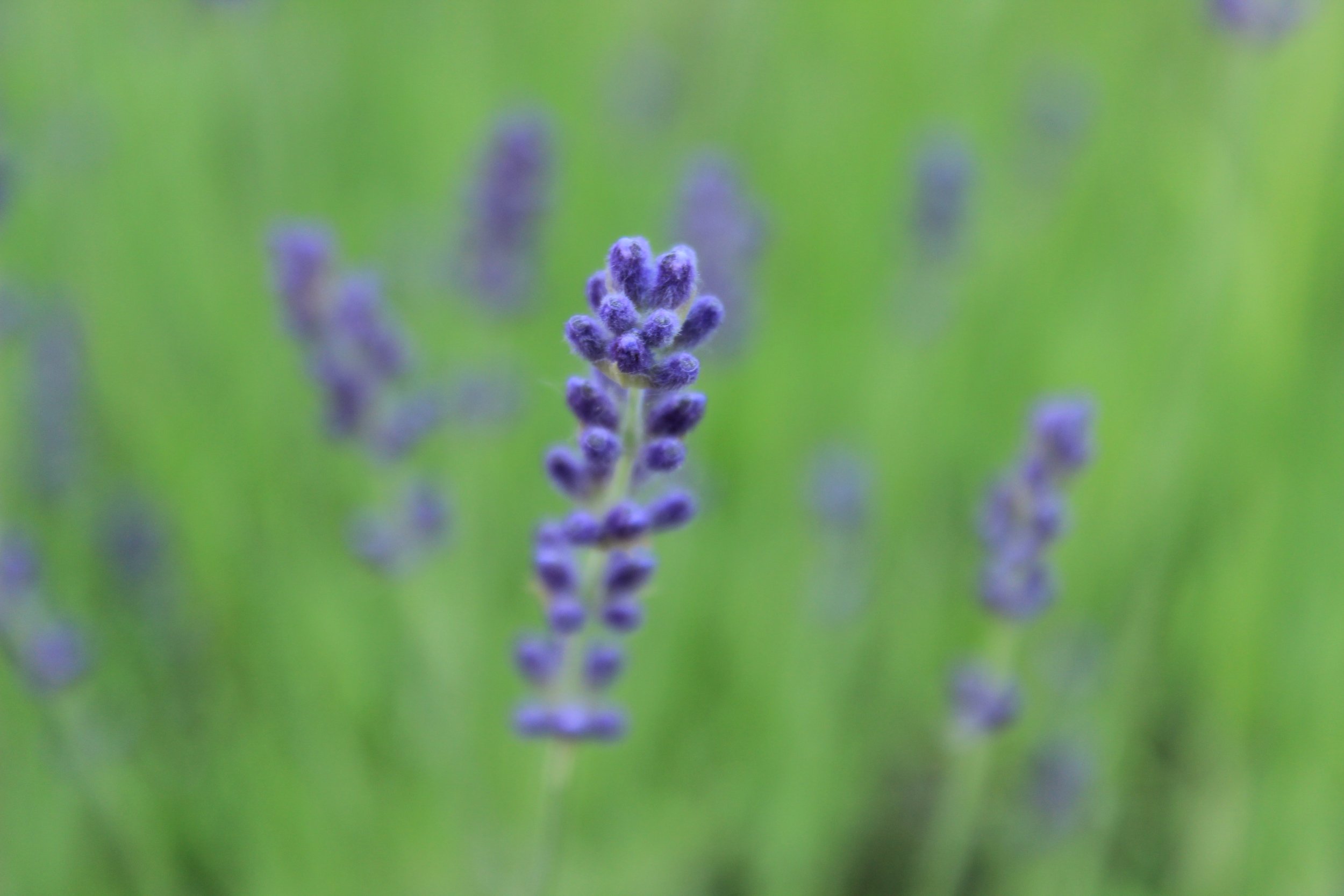 Close-up of a lavender flower with purple buds against a blurred green background.