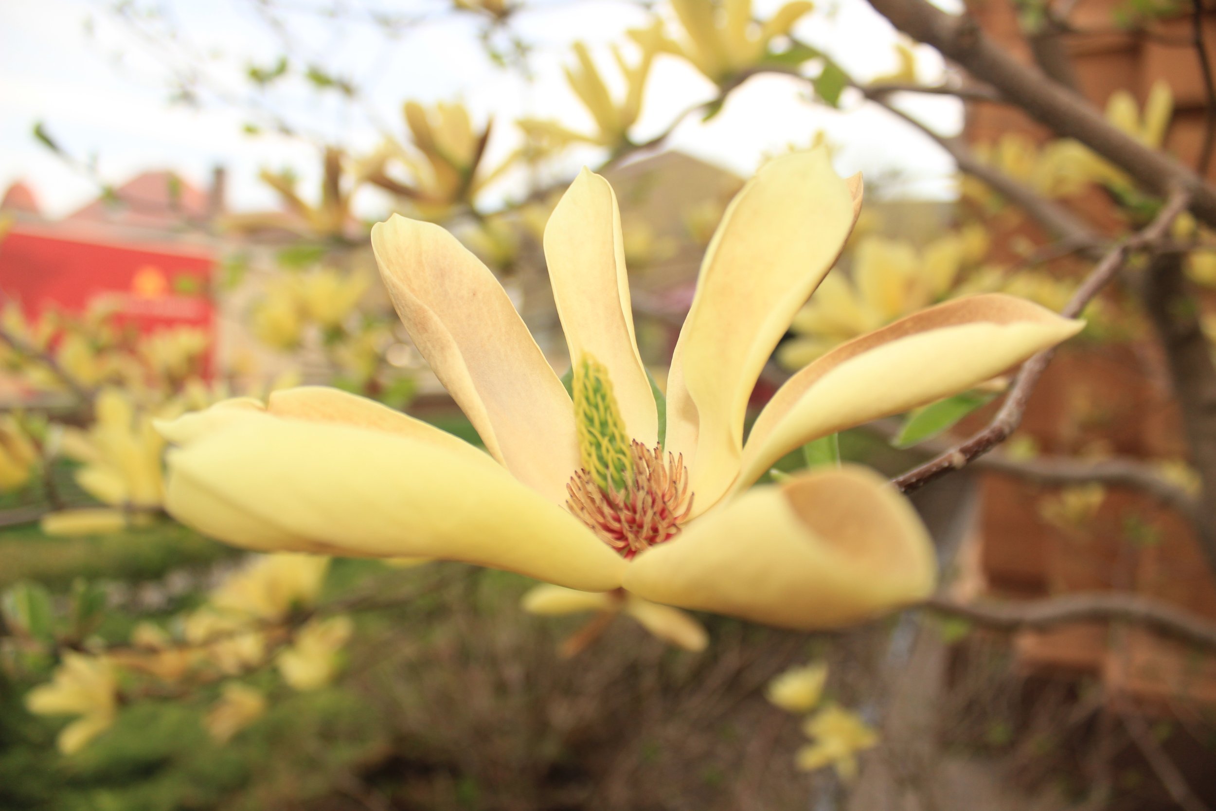 Close-up of a yellow flower with a red and brown center on a branch with green leaves, blurred background of more flowers and foliage.