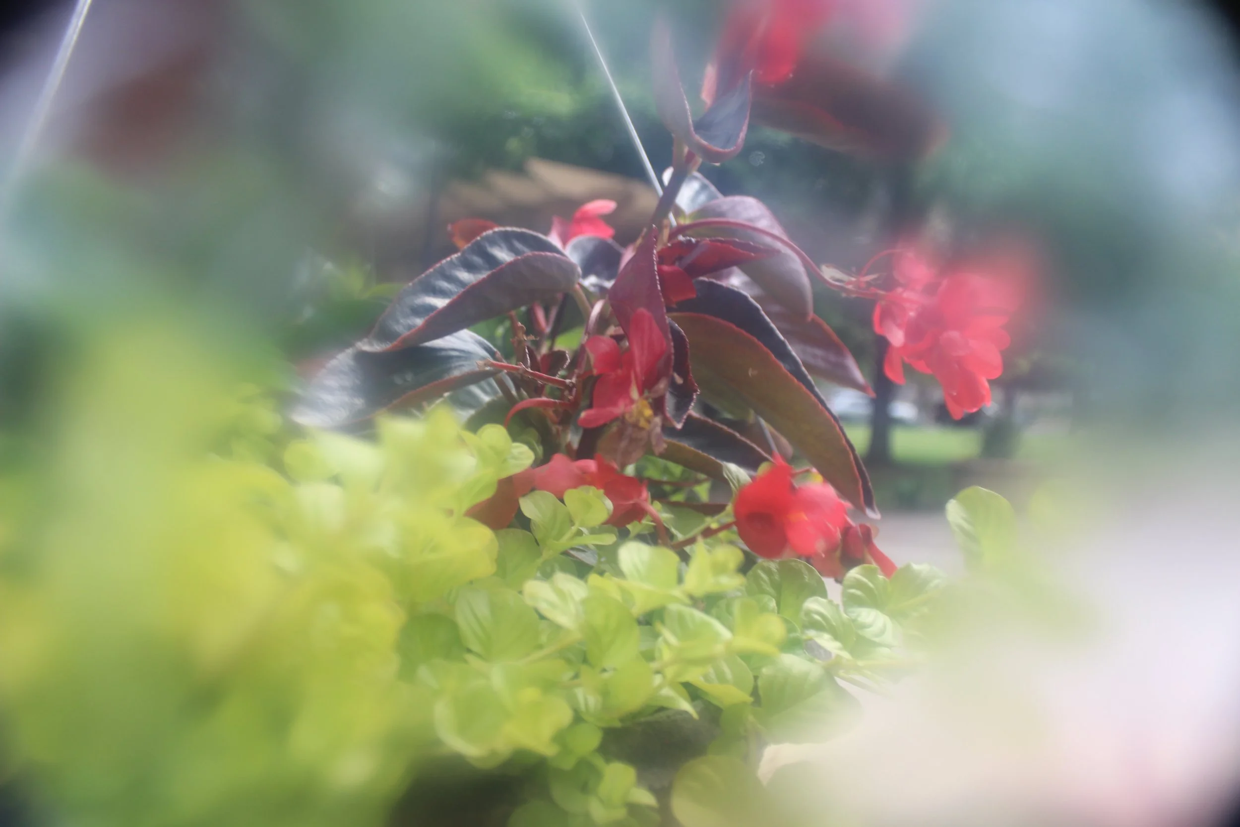Close-up of red and dark-colored flowers and green leaves, with some out-of-focus greenery in the foreground and background.