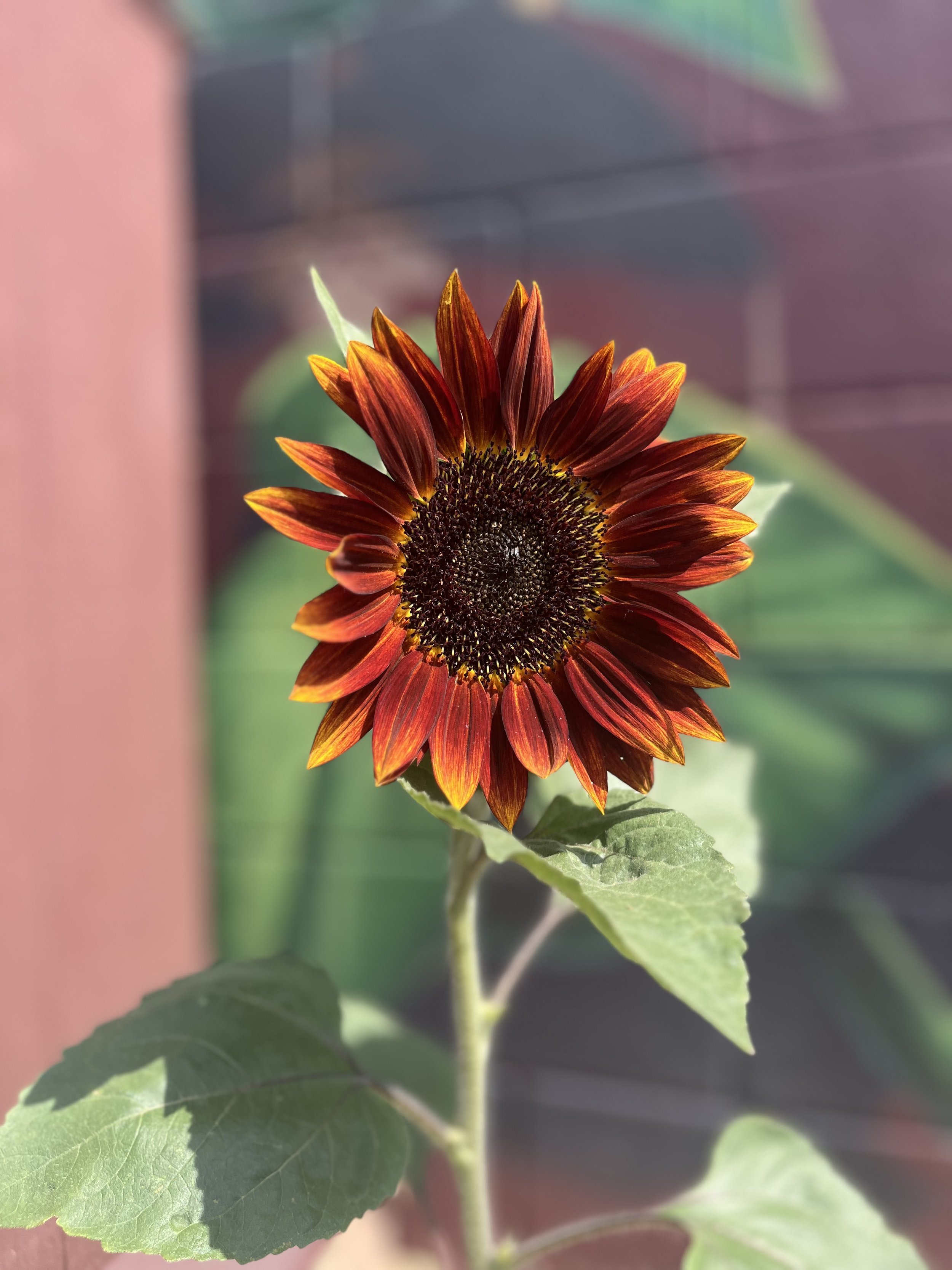 Follow Along as We Grow