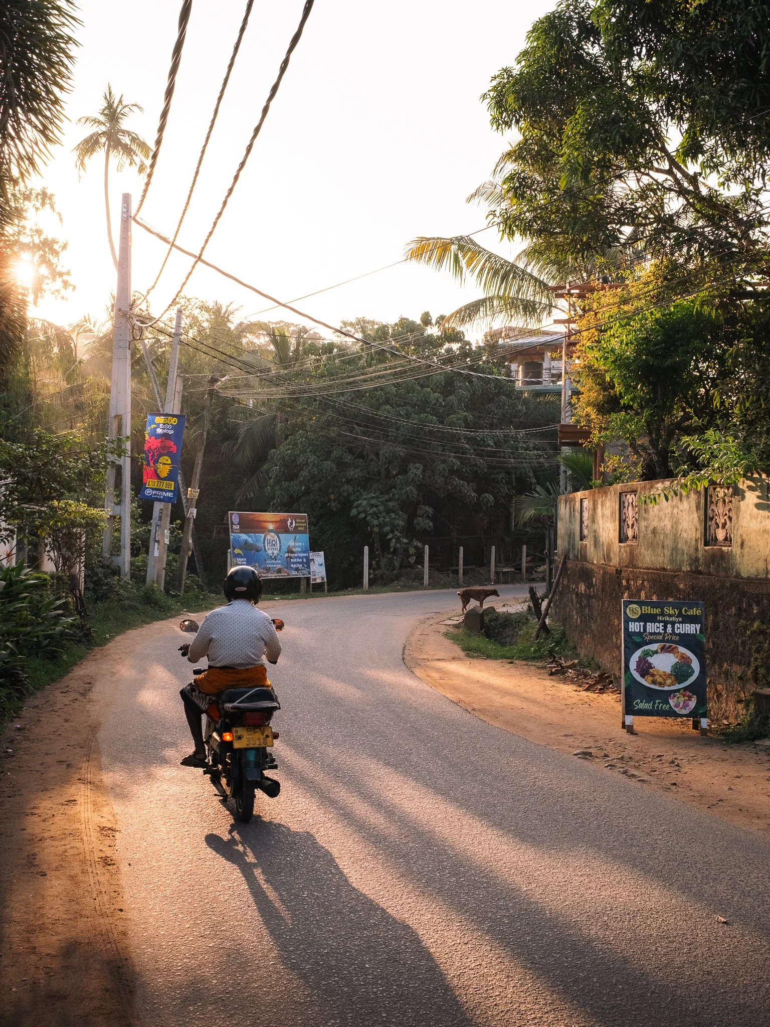 A person riding a motorcycle on a curved road during sunset, with trees and buildings on the side, and a dog walking across the road. There are signs and advertisements along the roadside.