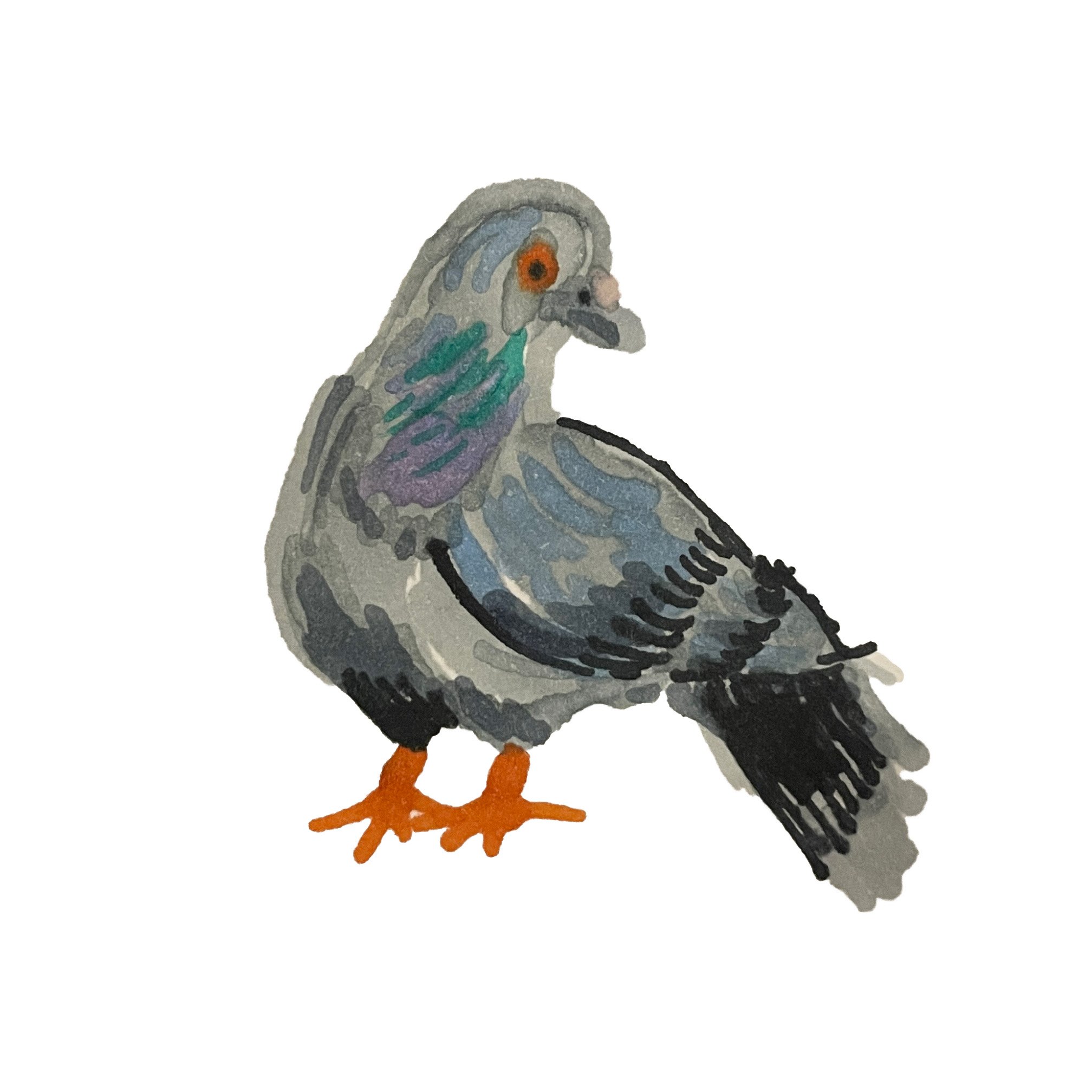 PIGEON.jpg