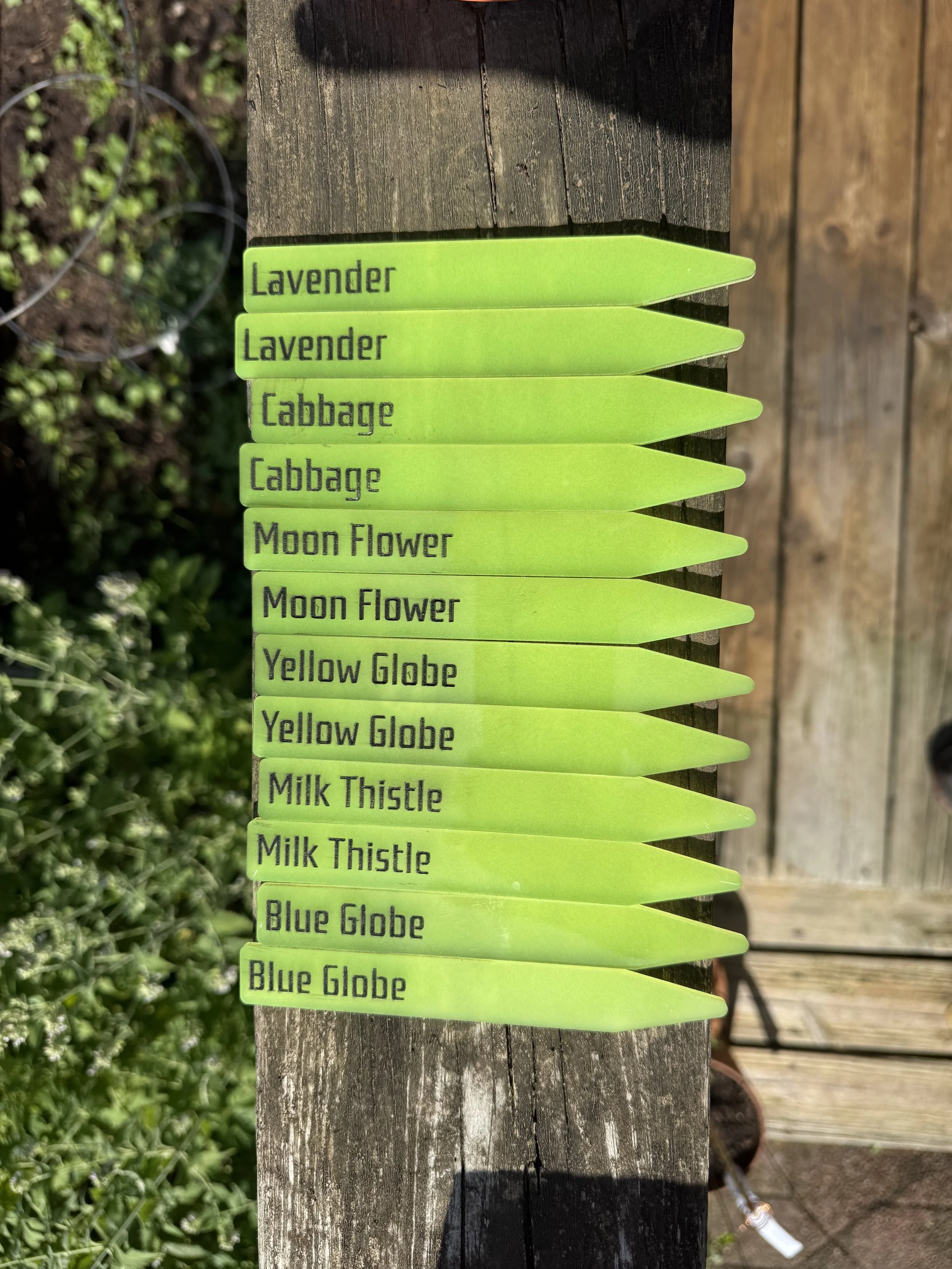Green plant labels attached to a weathered wooden post, labeled from top to bottom: Lavender, Cabbage, Moon Flower, Yellow Globe, Milk Thistle, Blue Globe.