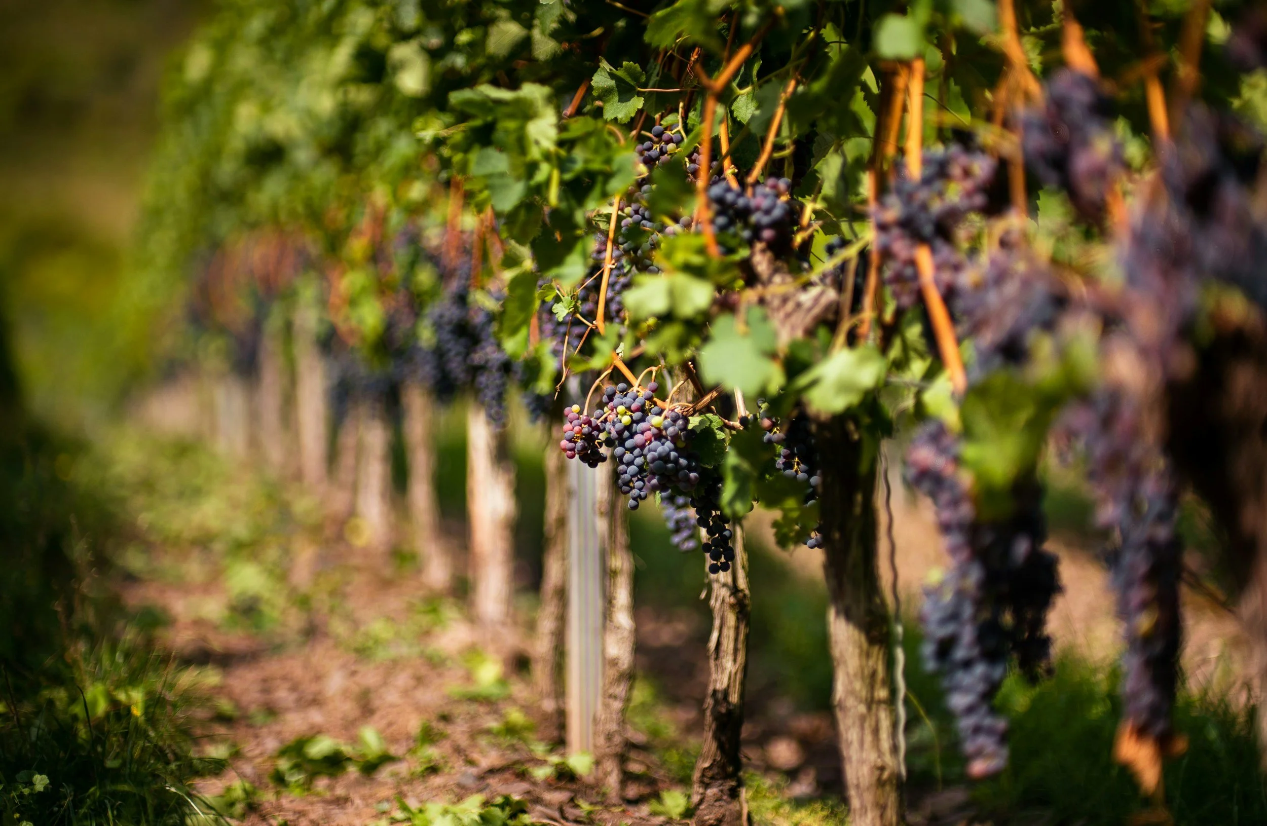 Vineyard with grape clusters hanging from vines, green leaves, and brown soil.