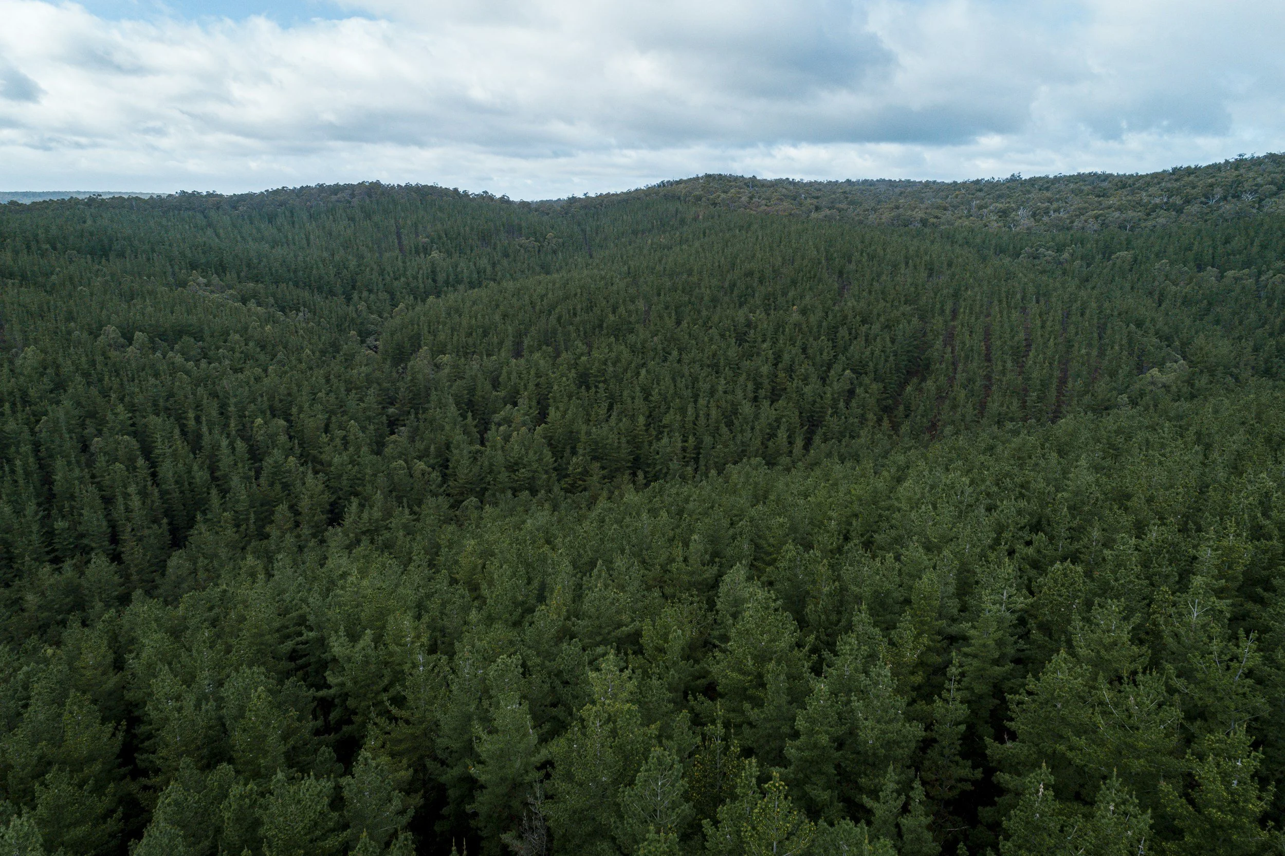 Aerial view of a dense, green forest with rolling hills and a cloudy sky.
