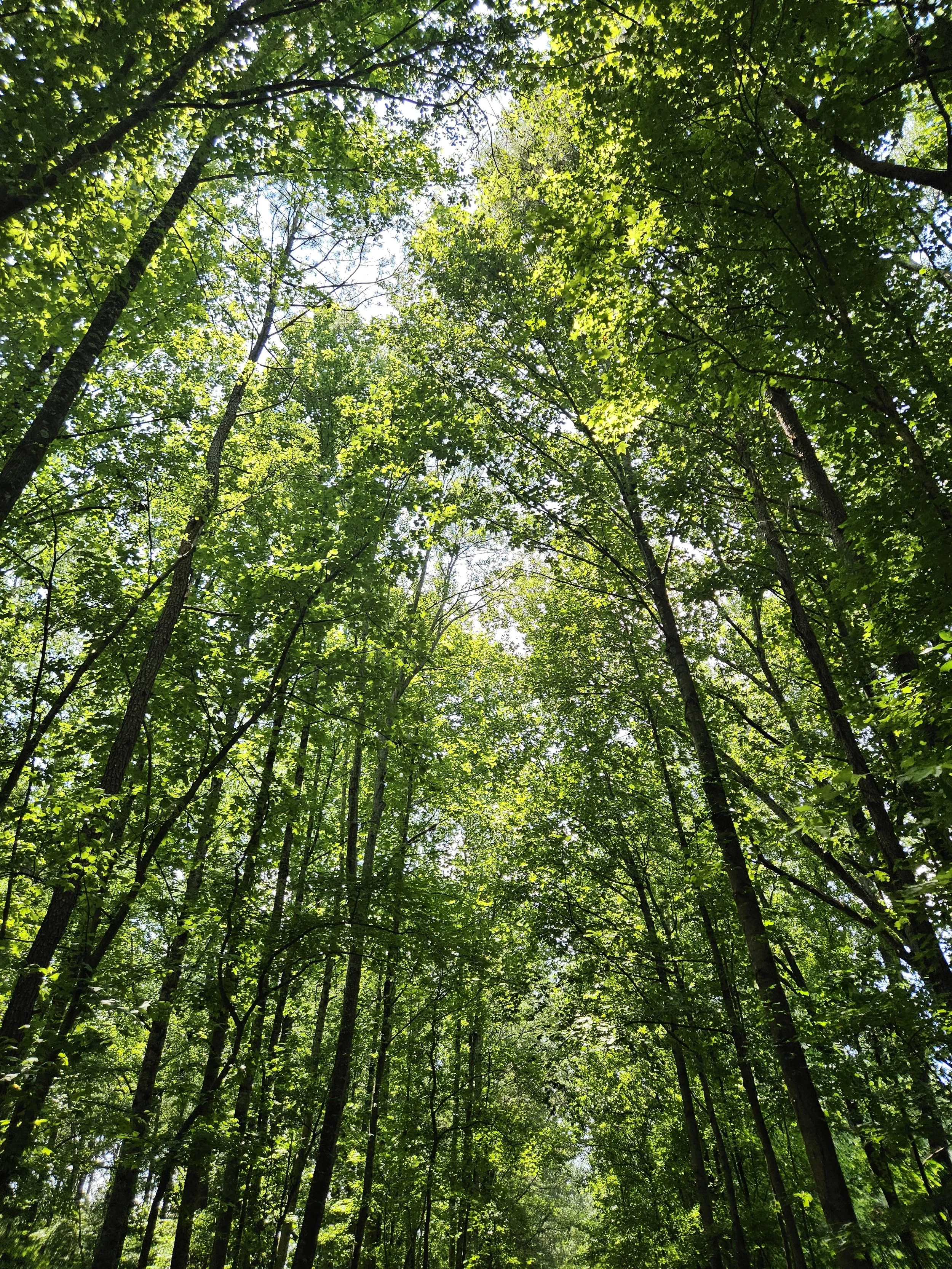 Looking up at tall green trees in a dense forest with sunlight filtering through the leaves.