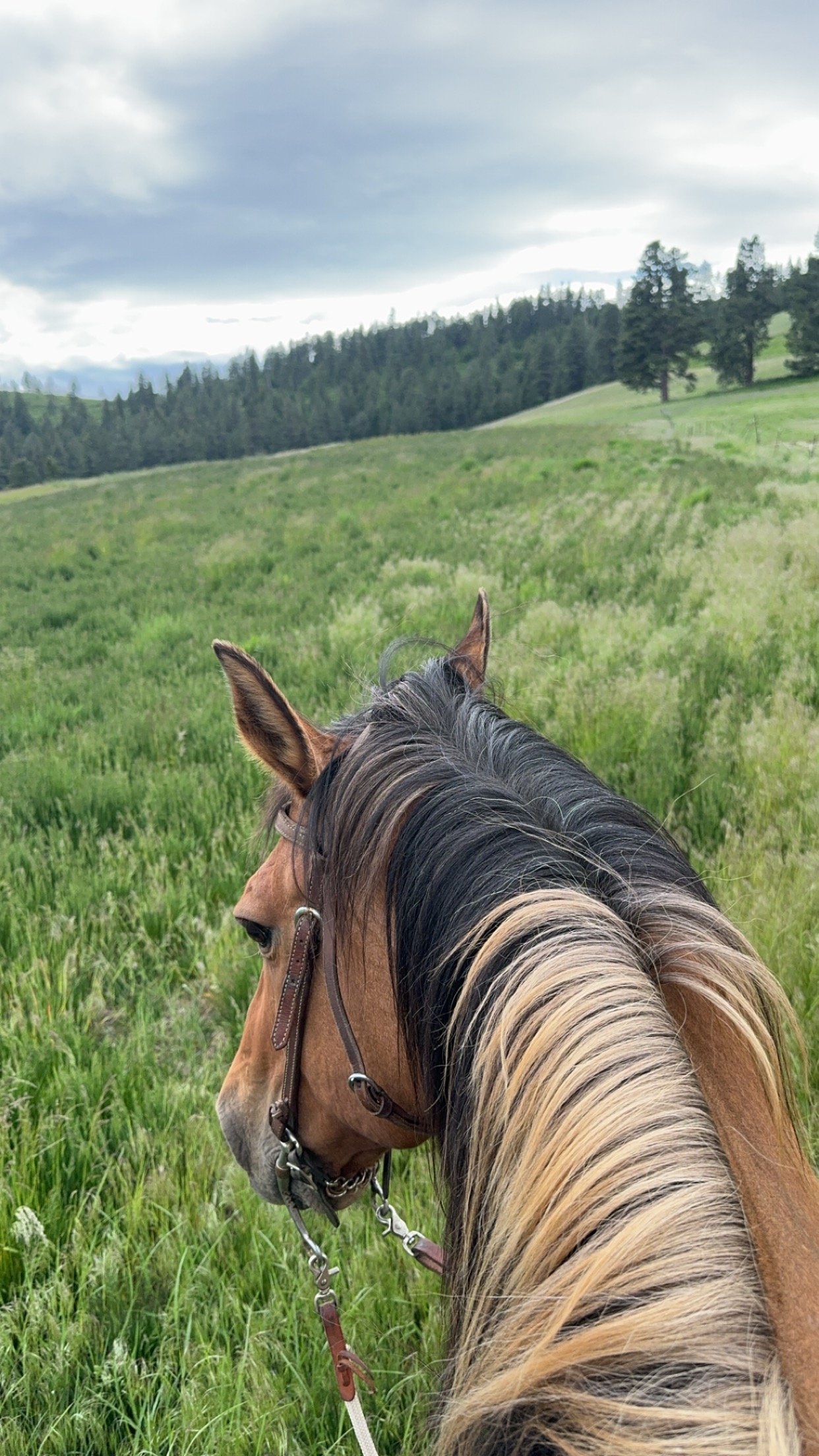 Horse being ridden in grass field