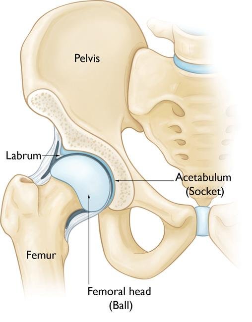 healthy hip socket