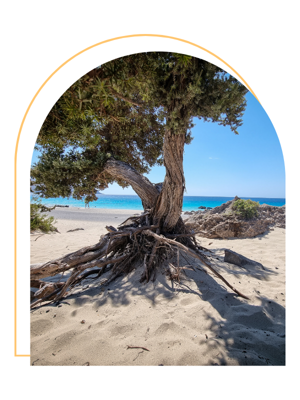 A tree with exposed roots on a sandy beach, overlooking the ocean with a clear blue sky.