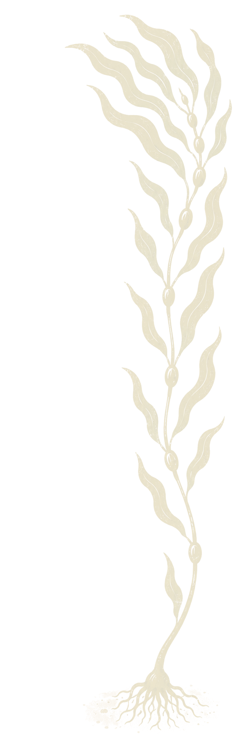 Faint decorative illustration of giant kelp with blades, pneumatocysts, and a holdfast.