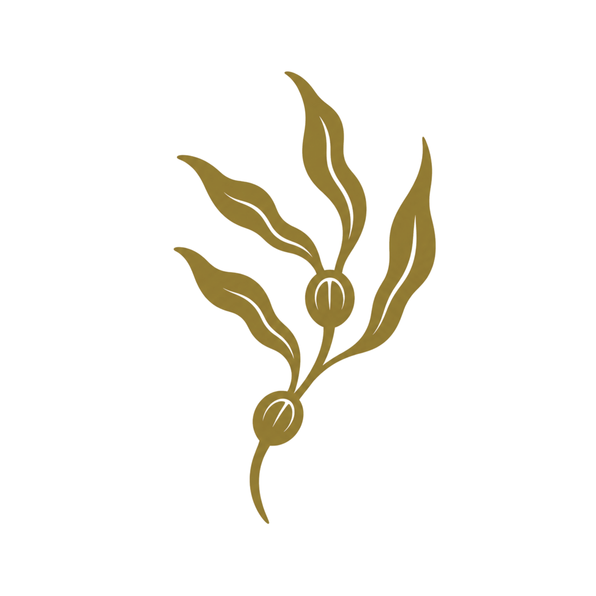 Illustration of giant kelp with blades and pneumatocysts.