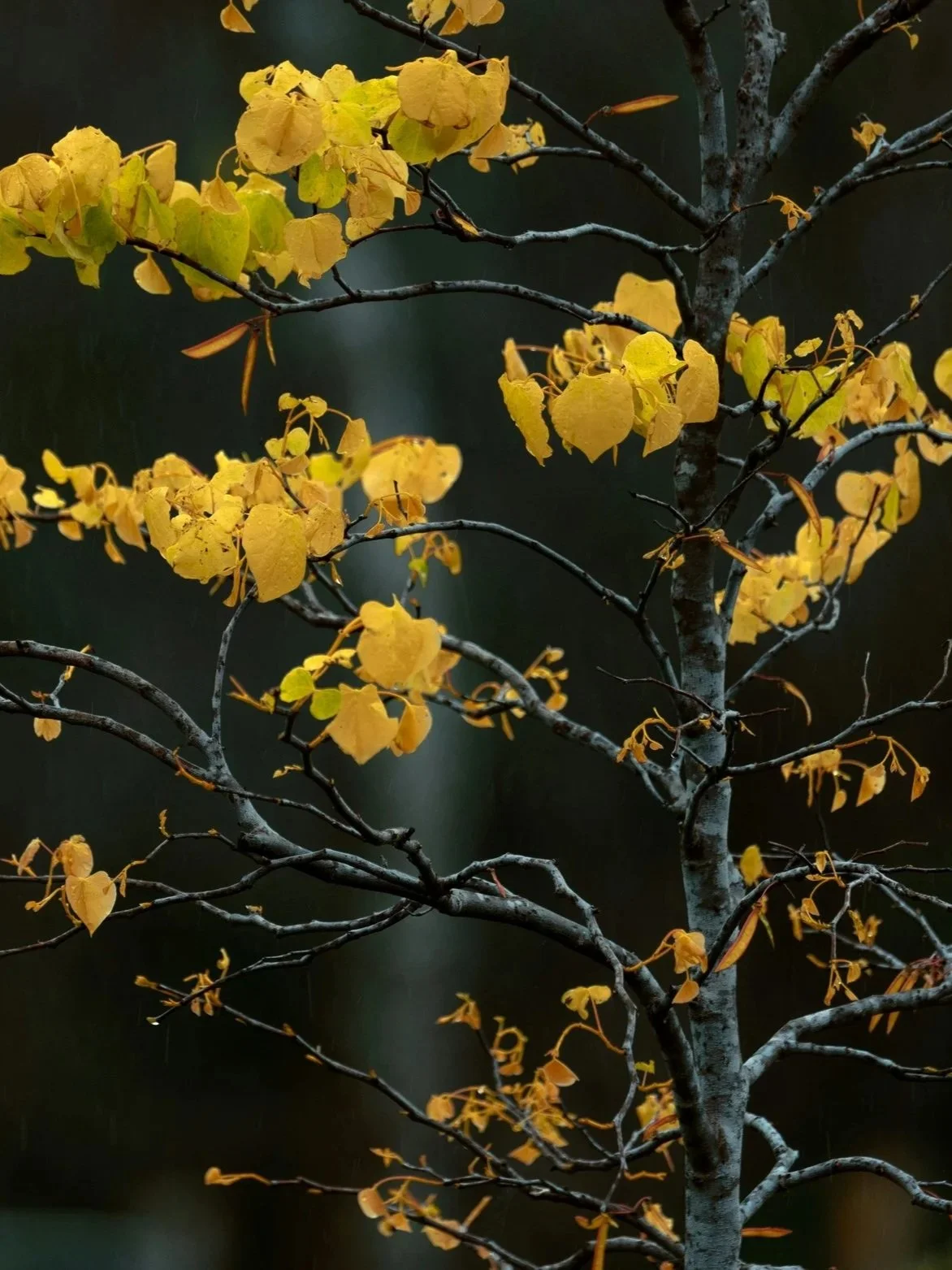 Tree with yellowing leaves on dark background