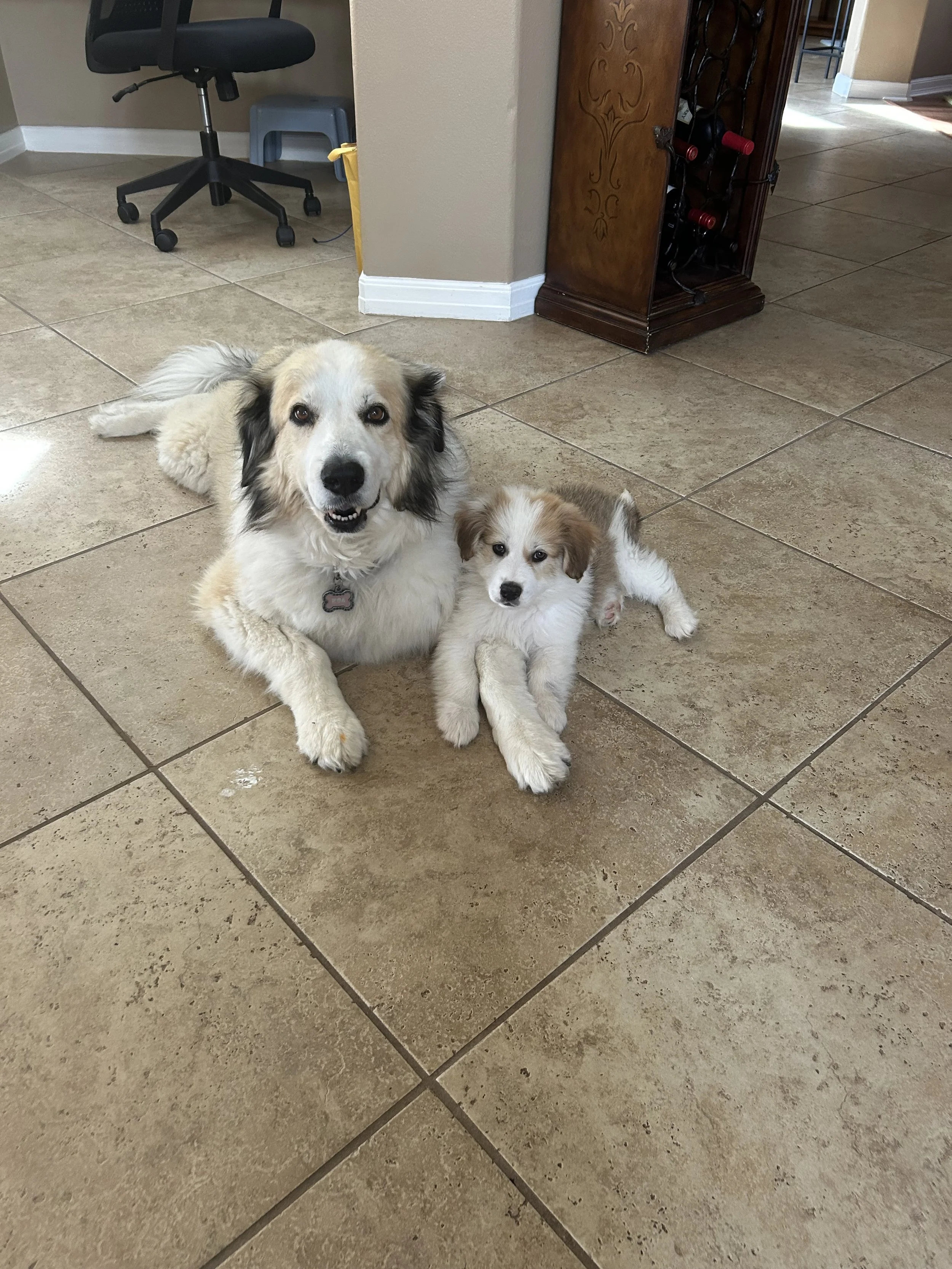 Entry #13 - "Koa & Milo" photo by Trish Pettinelli