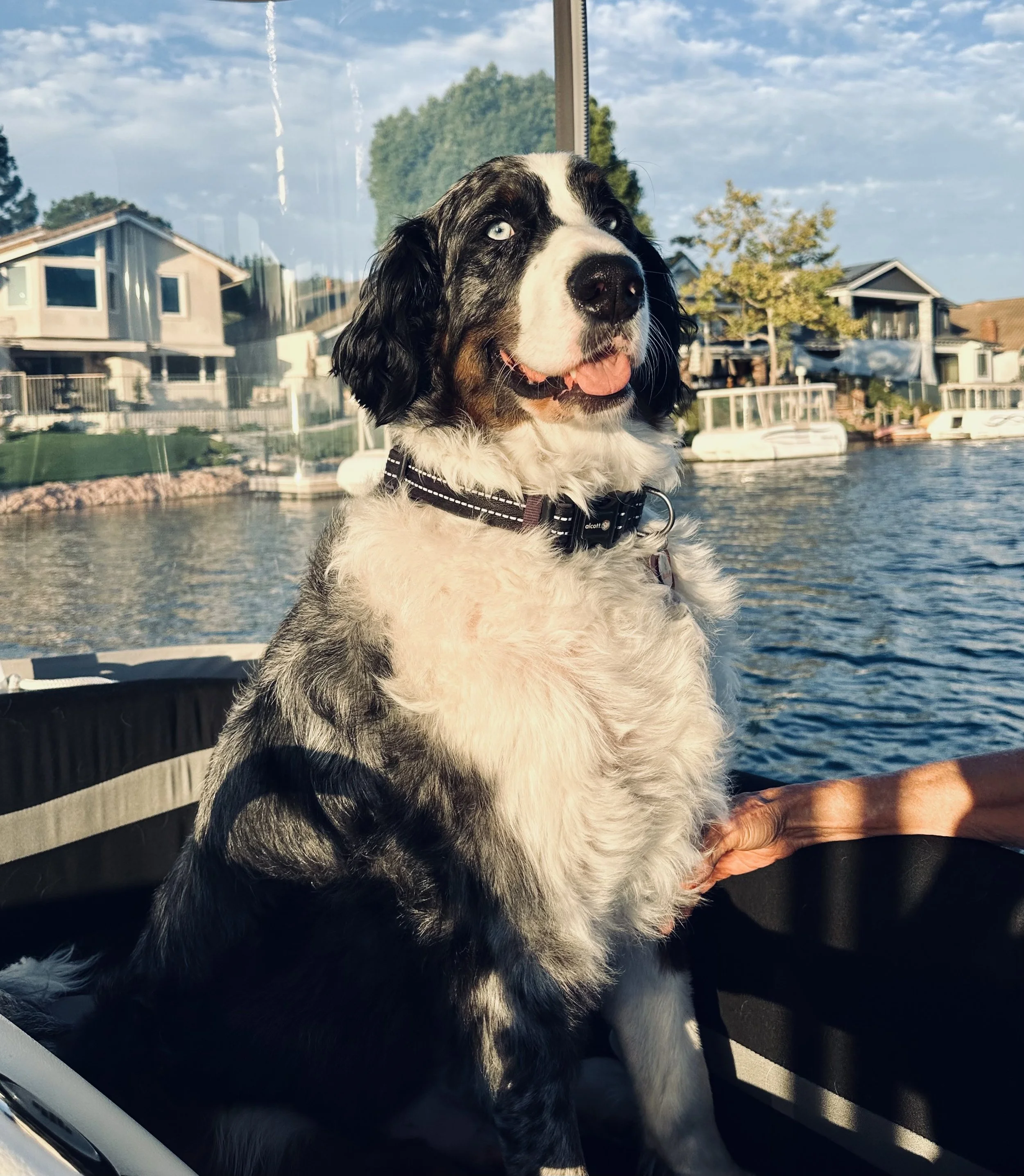 Entry #25 - "Louie “L’Amour” by Donna and Phil Larson