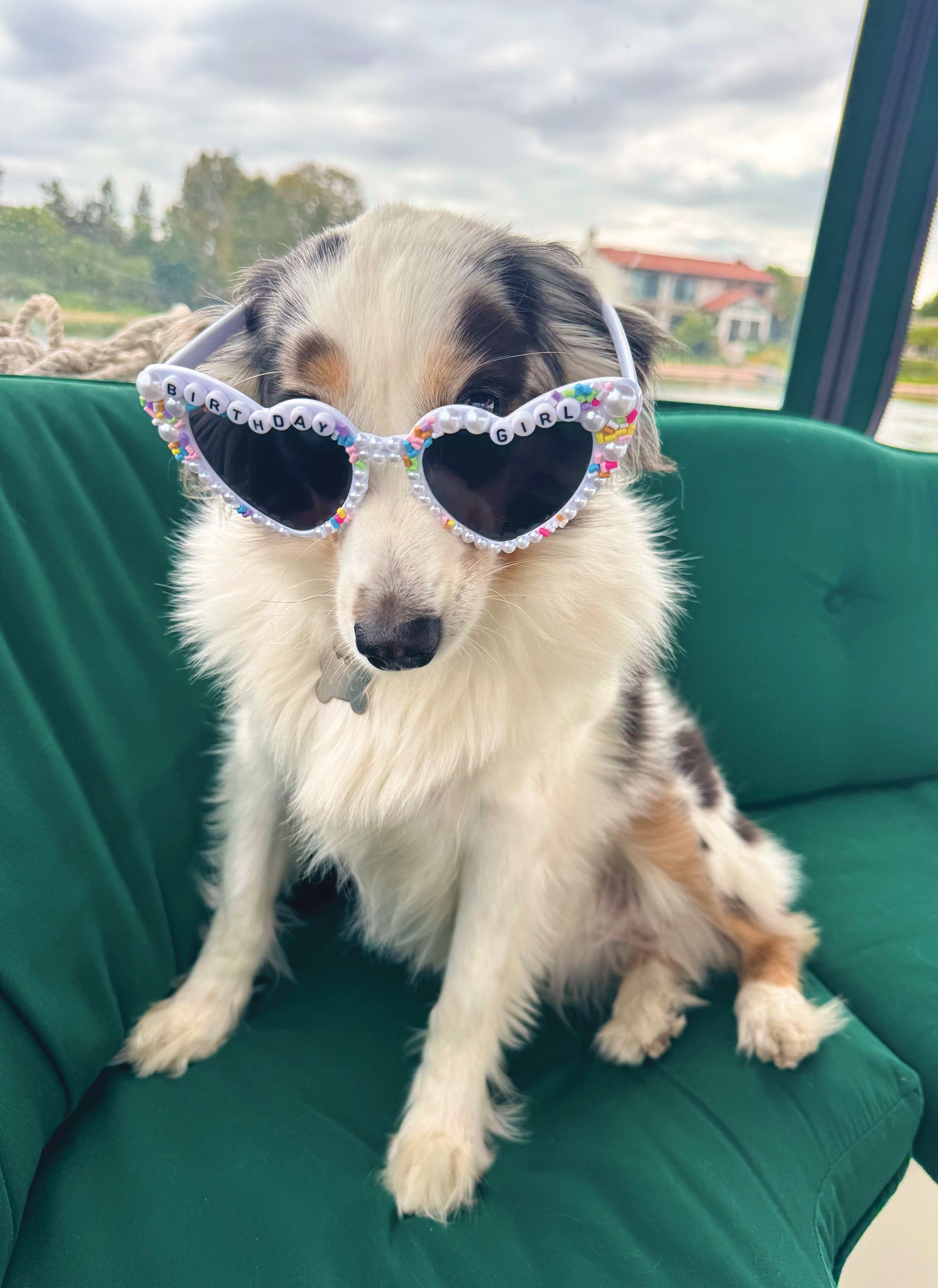 Entry #1 - "Scout" by Michele Bogash