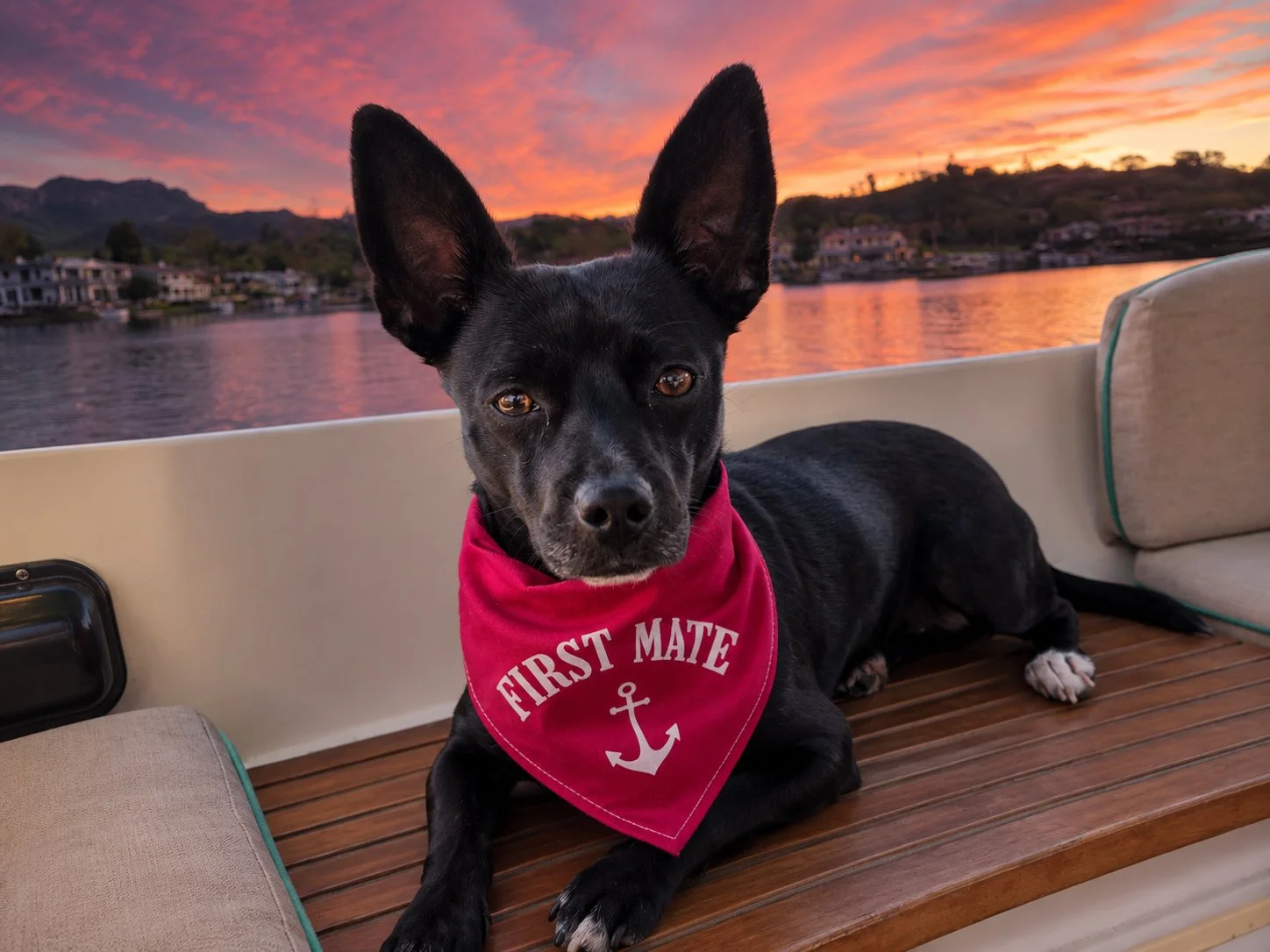 Entry #9 - "Lola" photo by Alan Jeffery