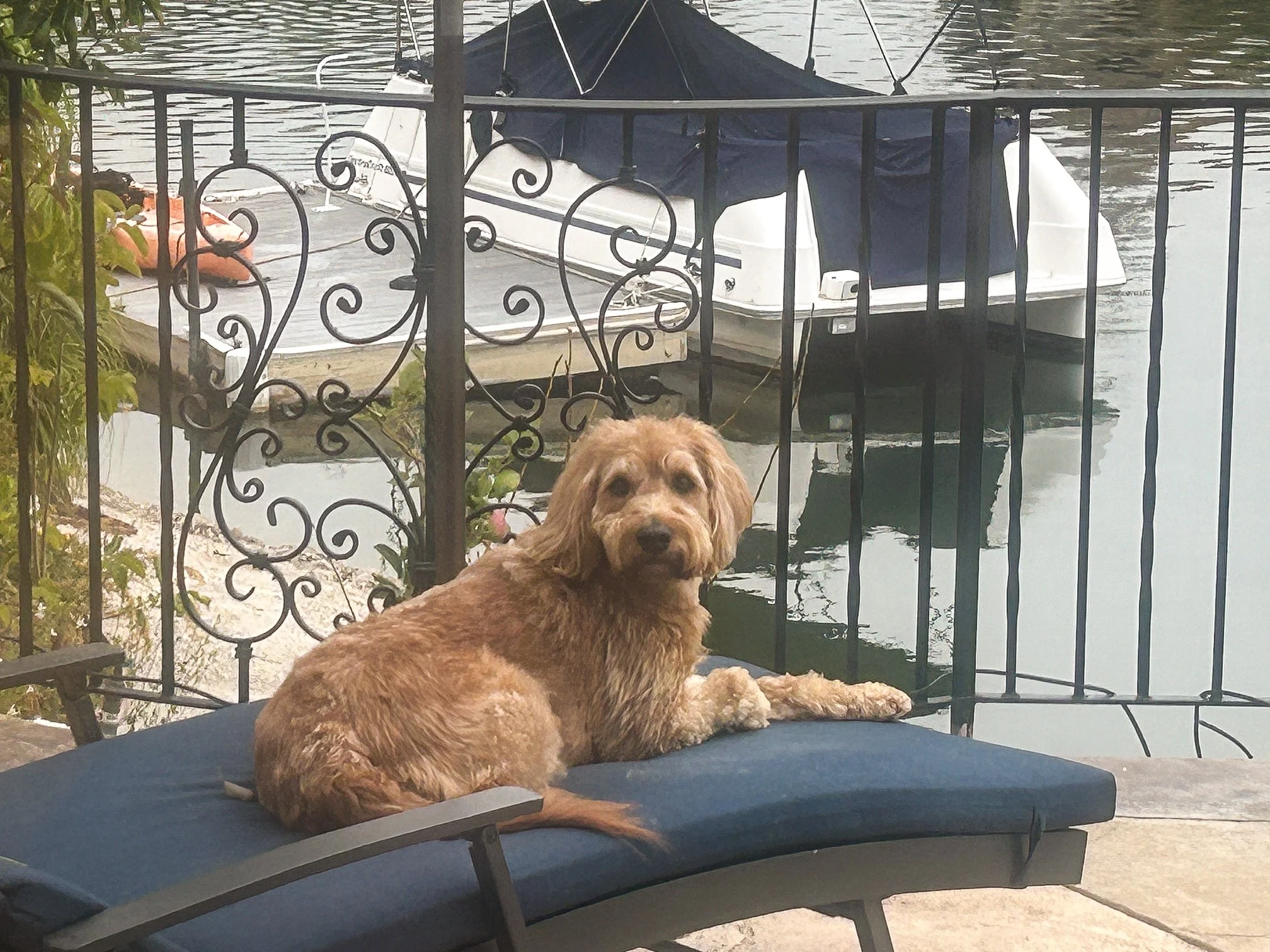 Entry #5 - "Zoey" by  Don and Carolyn Zimring