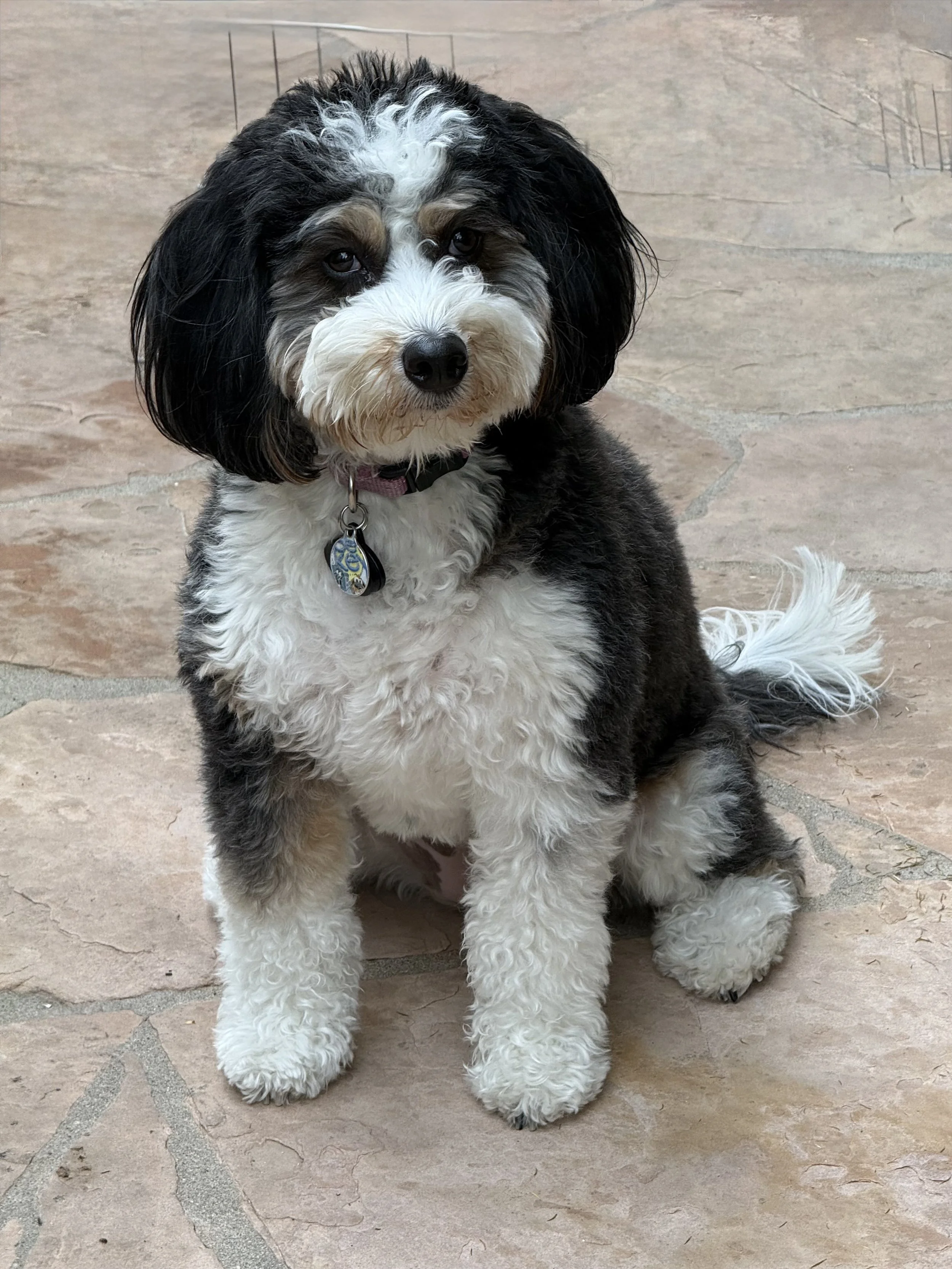 Entry #22 - "Bailey" by Jan & Dave Whitney