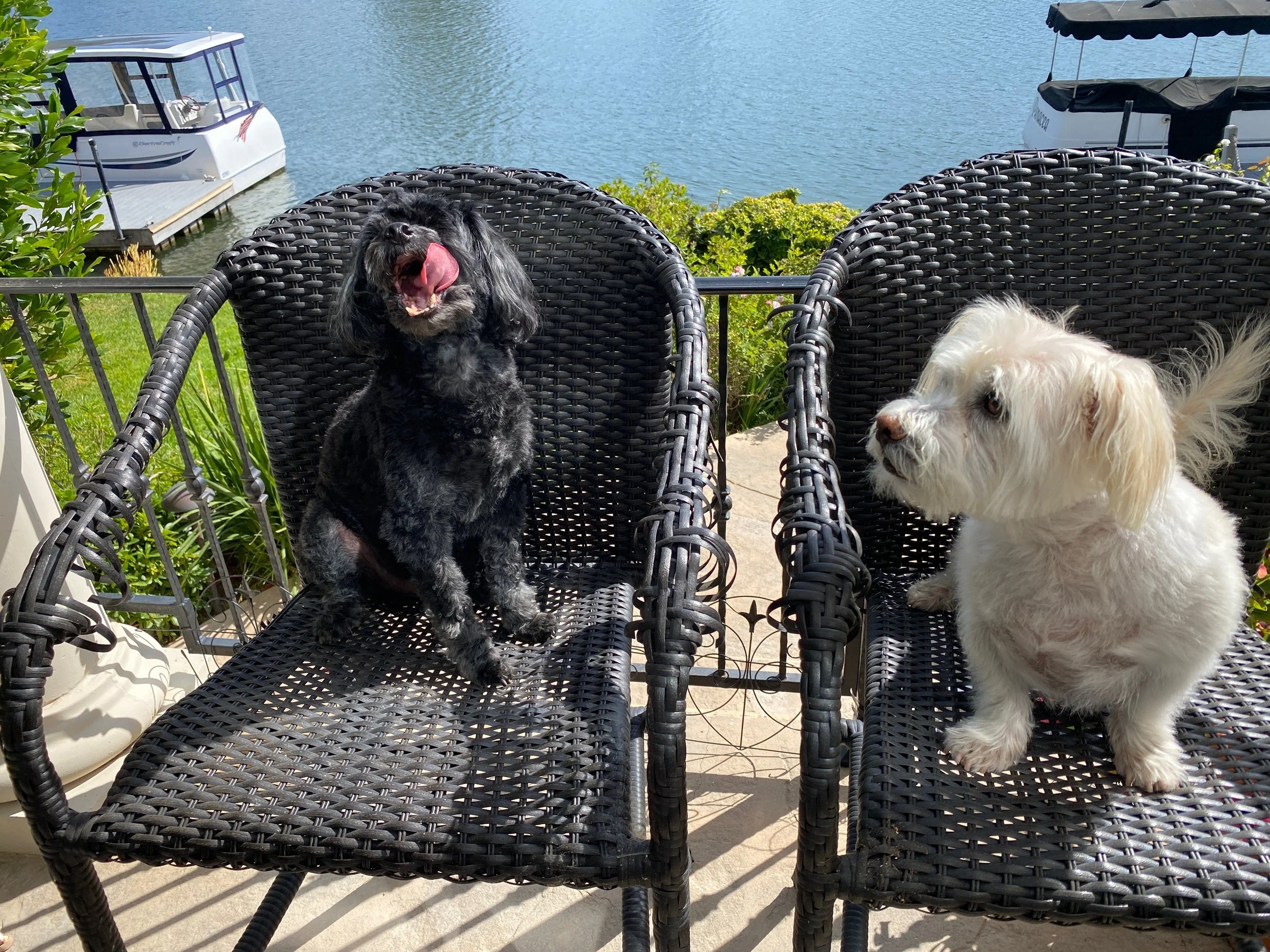 Entry #16 - "Buddy and Jack"
by Jerry and Linda Freedman