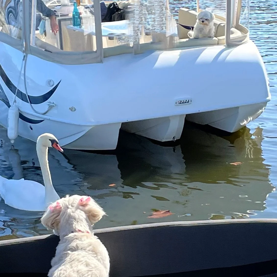 Entry #18 - "Bella & Buddha" (In Loving Memory) - Photo by Tammy Litman