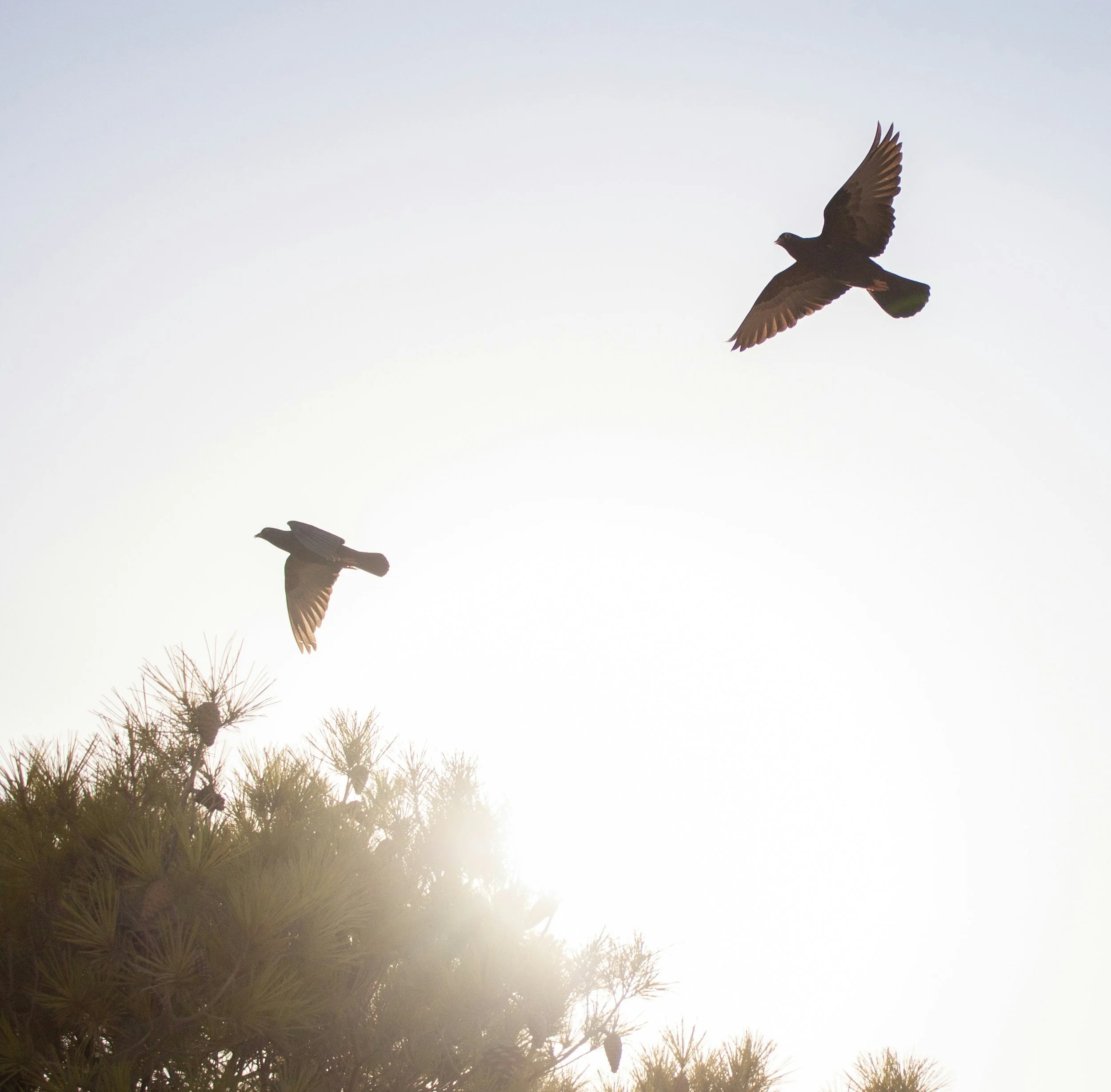 A bird flying above the tops of trees against a pale sky.