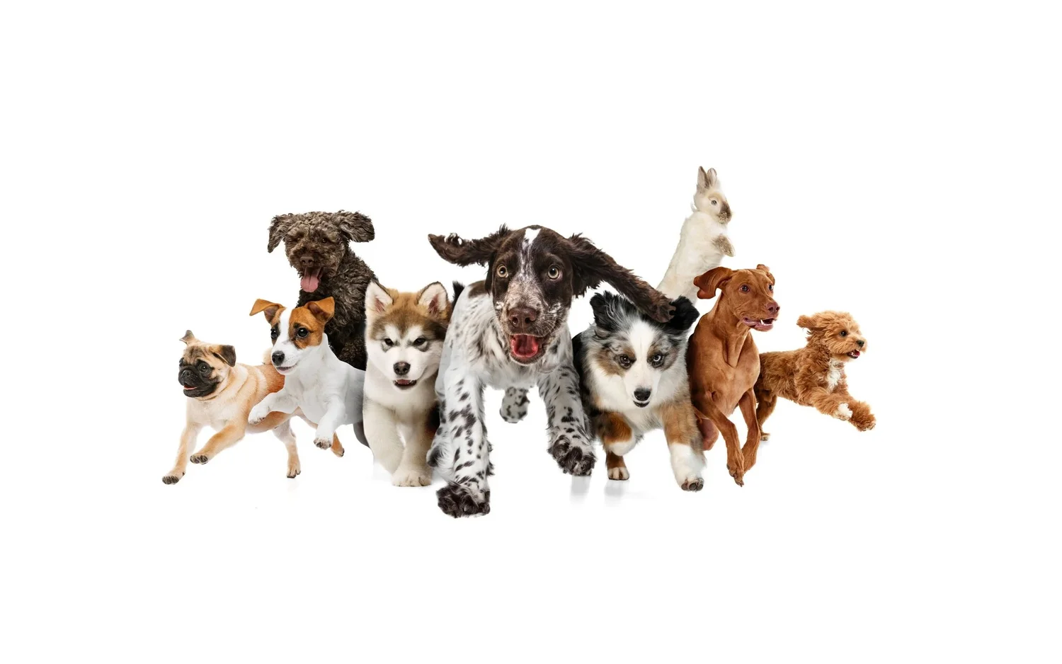 Dusty Pawz, LLC
